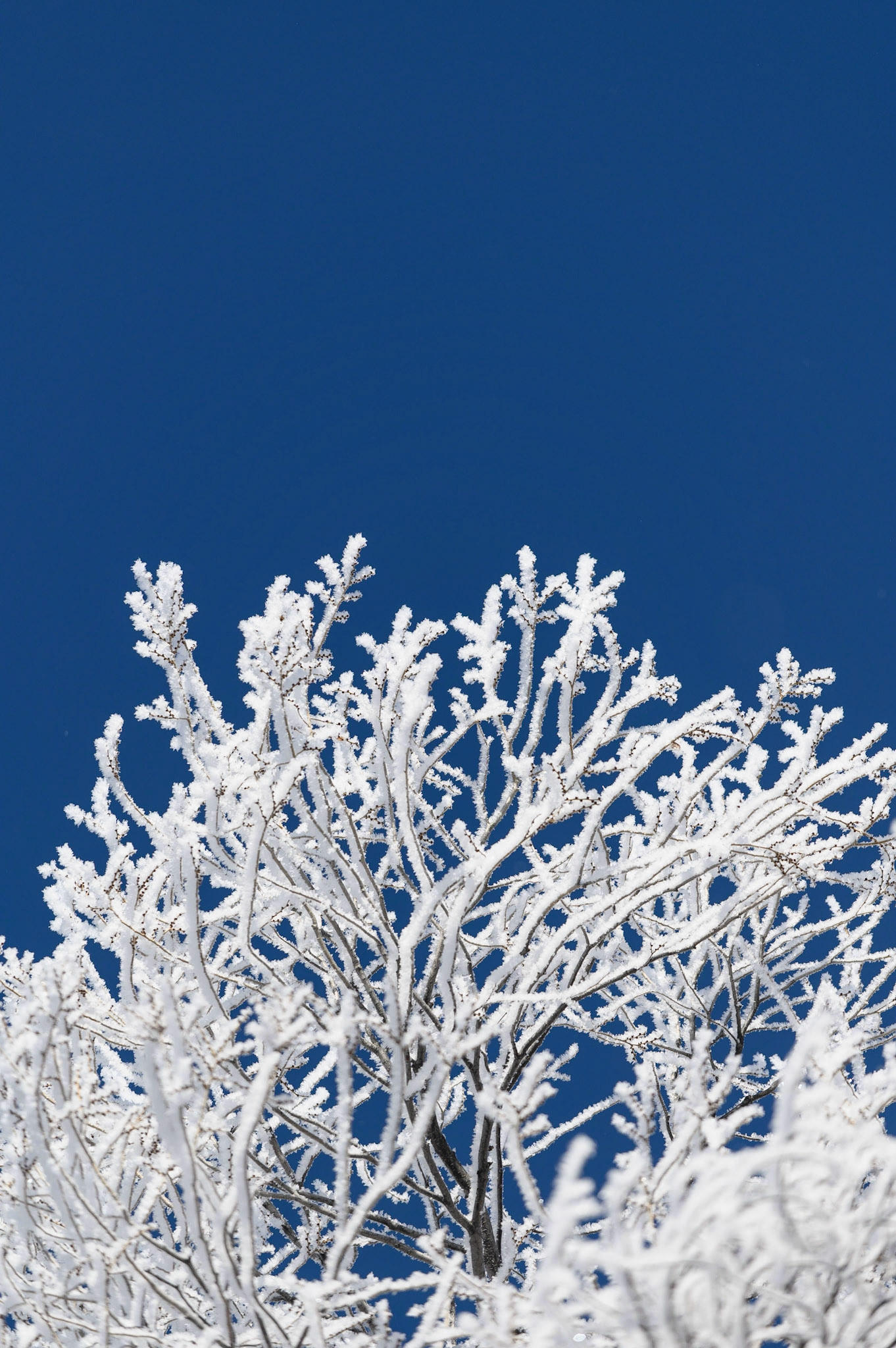 Frosty branches on against a clear blue sky on a wintery morning