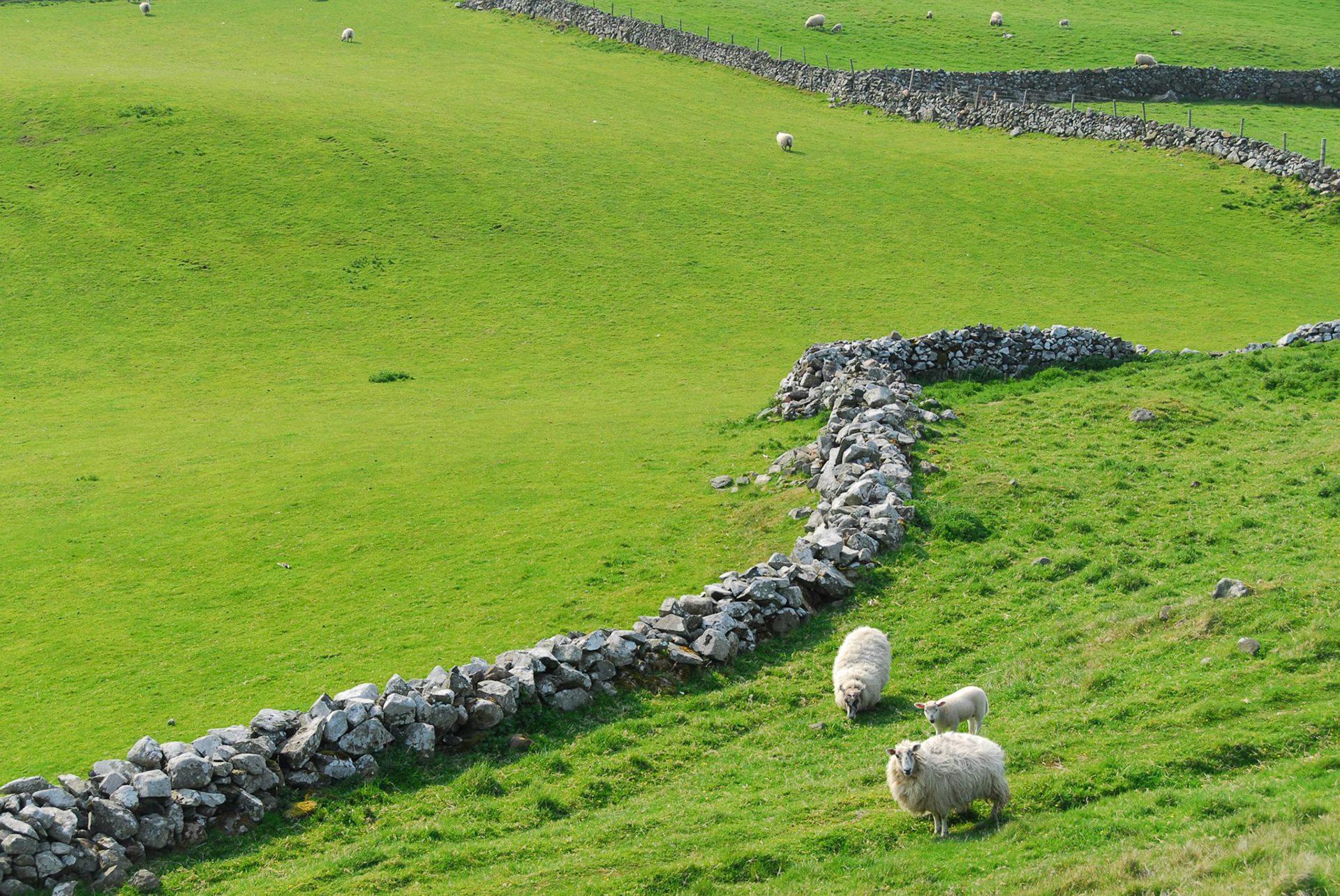 Sheep with stone fences