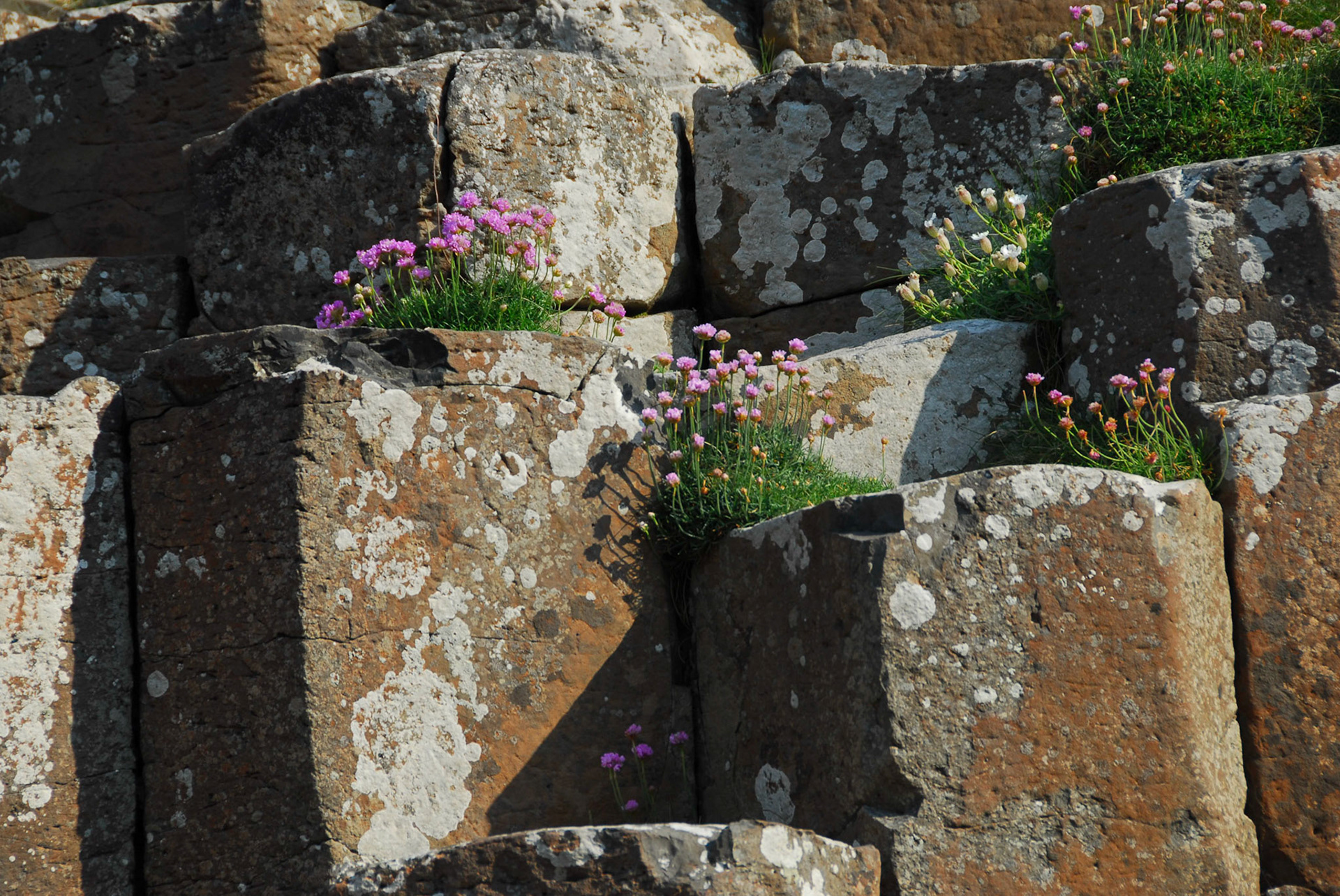 Pink flowers at Giant's Causeway