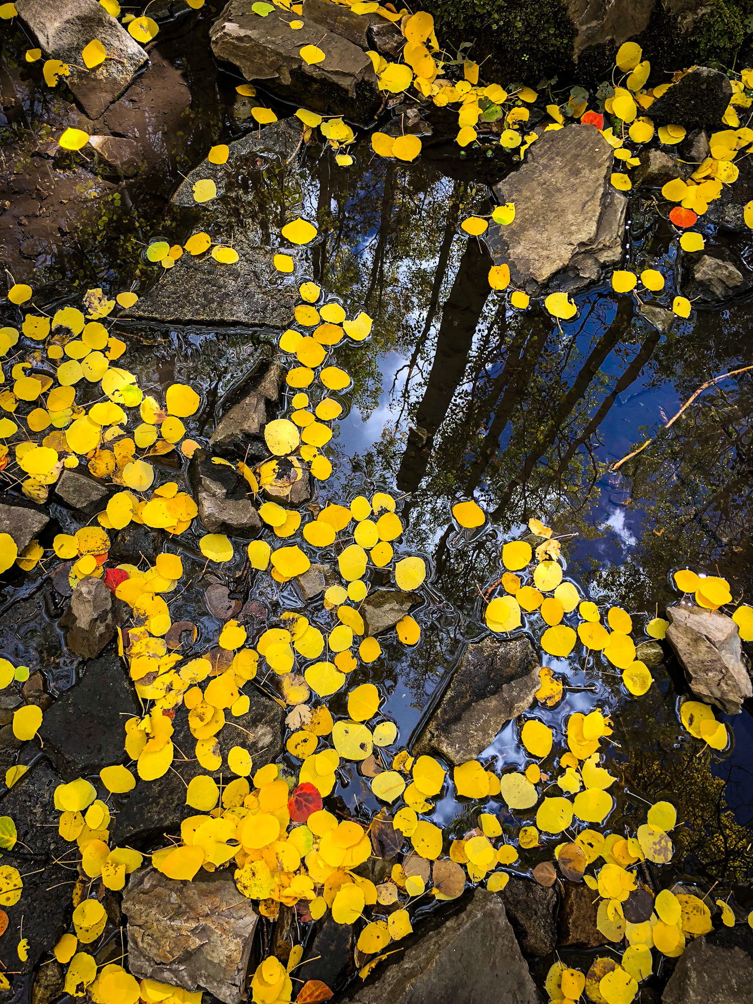 Yellow aspen leaves floating on a calm pool with the sky and trees reflected in the water