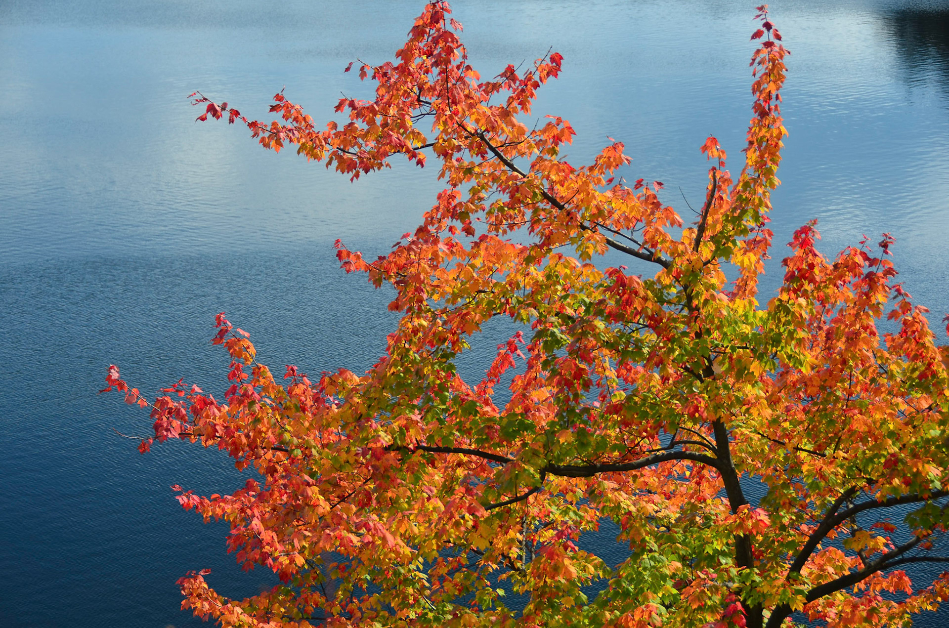 Vibrant fall colors against water in New England