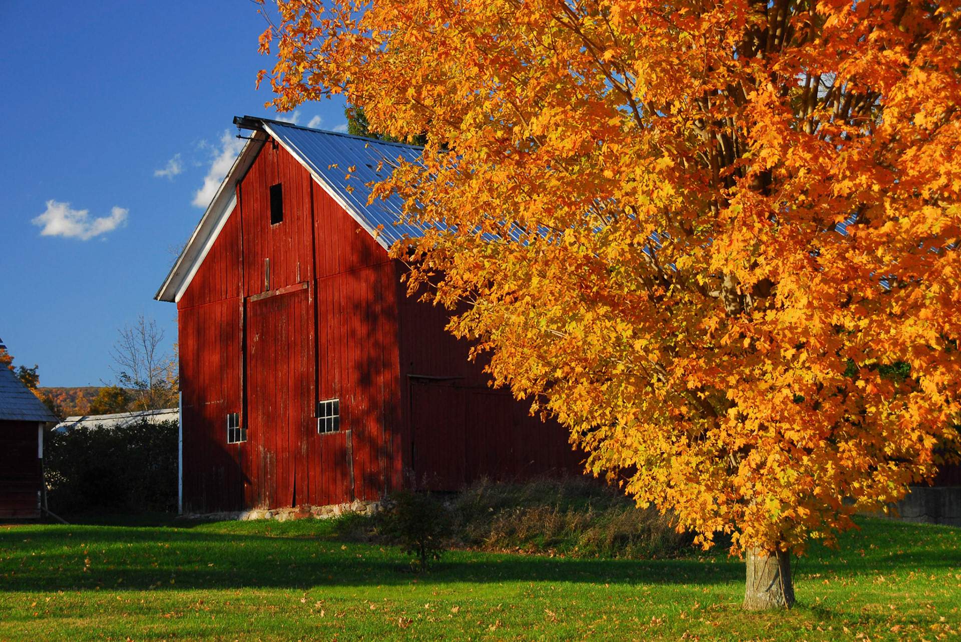 Red barn surround by yellow fall leaves in New England