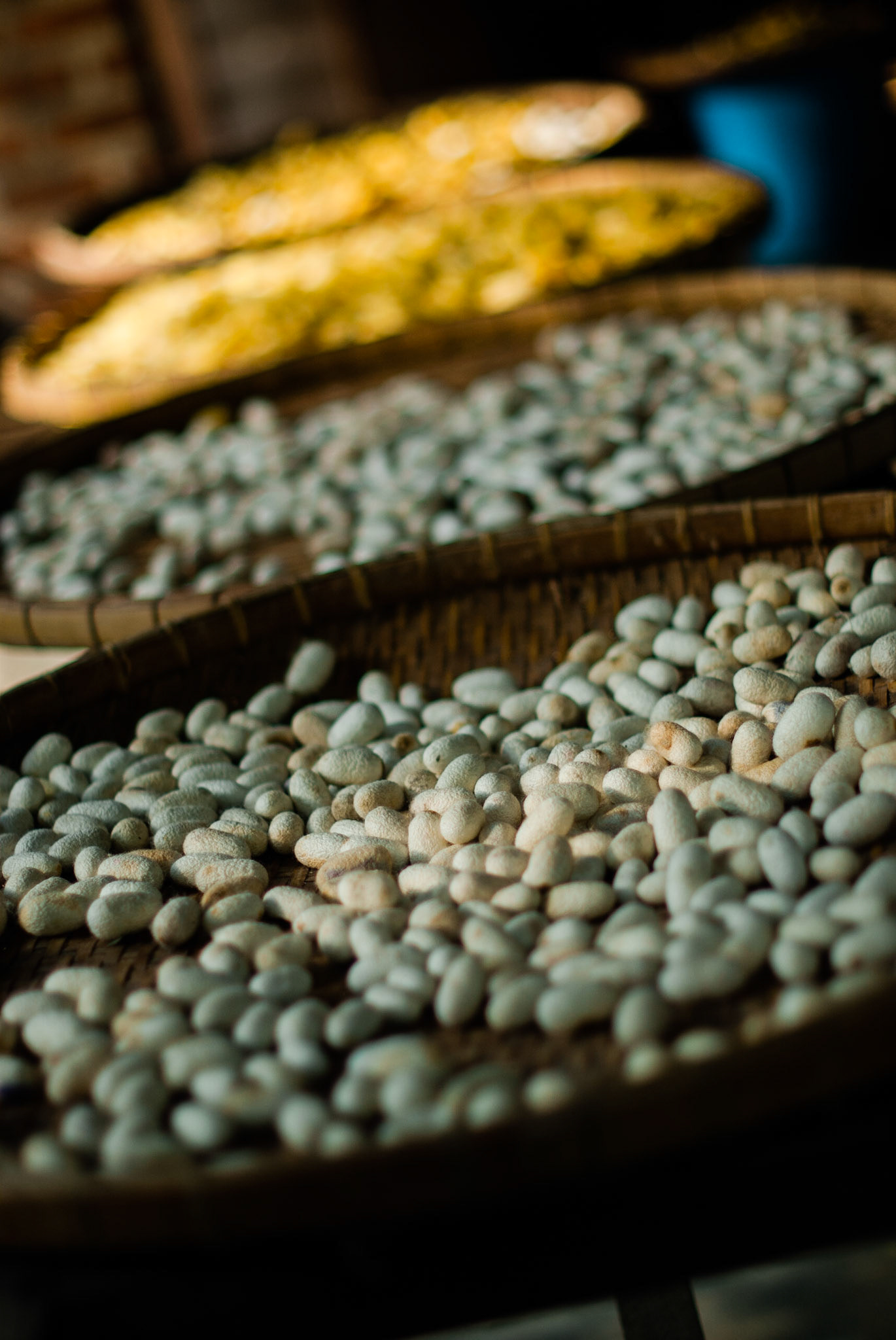 Silkworm eggs on baskets