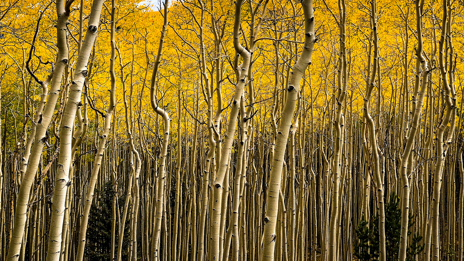 Dense aspen forest in full autumn color with stiking details of trunks and dense yellow leaves