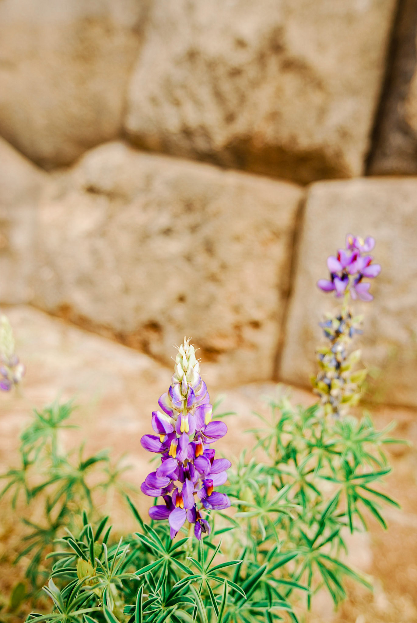 Purple flowers against stone wall