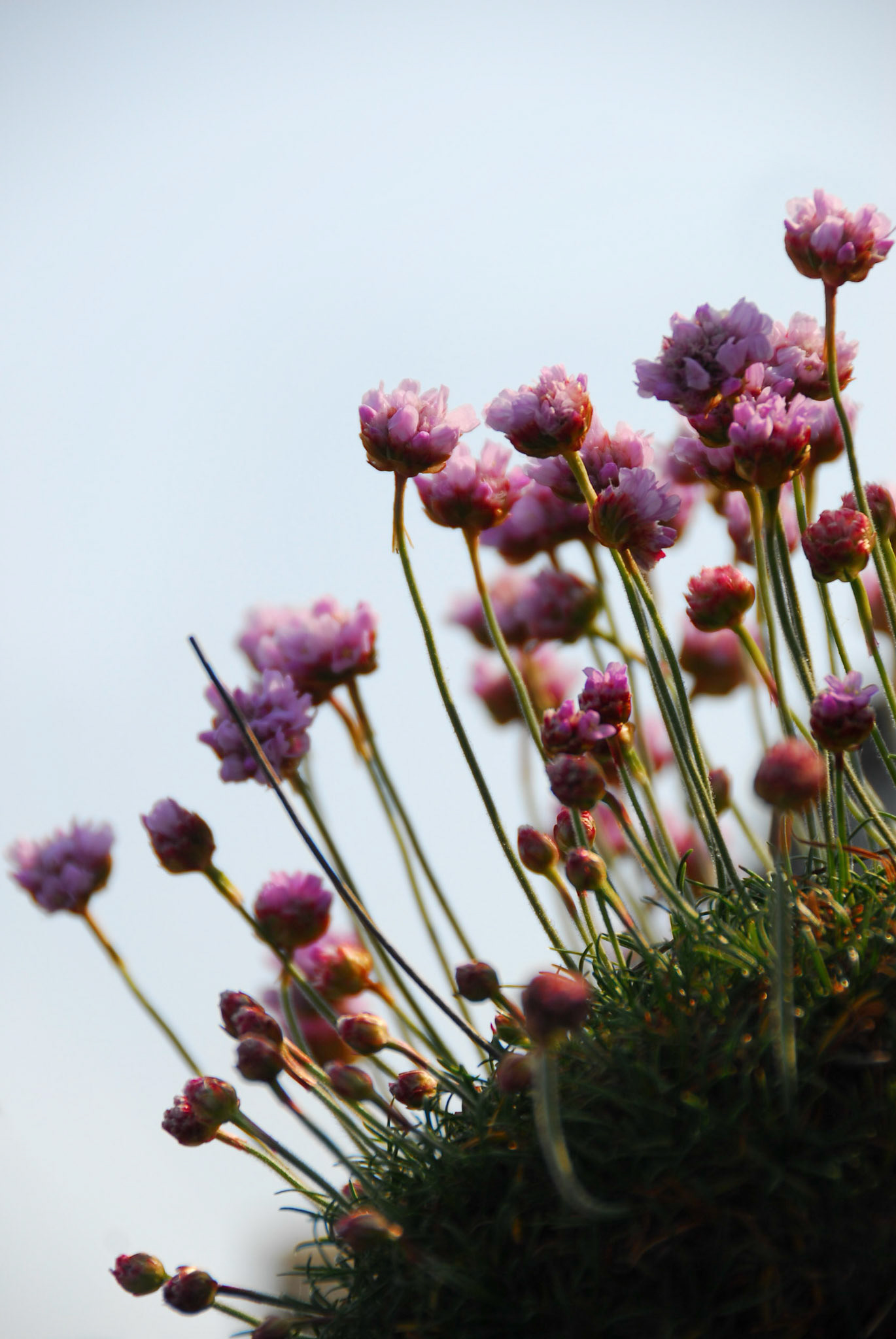 Pink flowers at Giant's Causeway