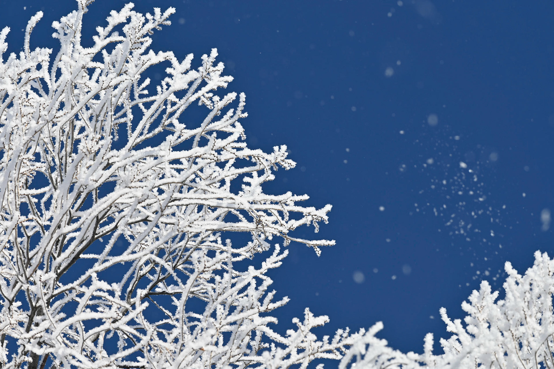 Frosty branches on a cold winter day with frost floating in the air
