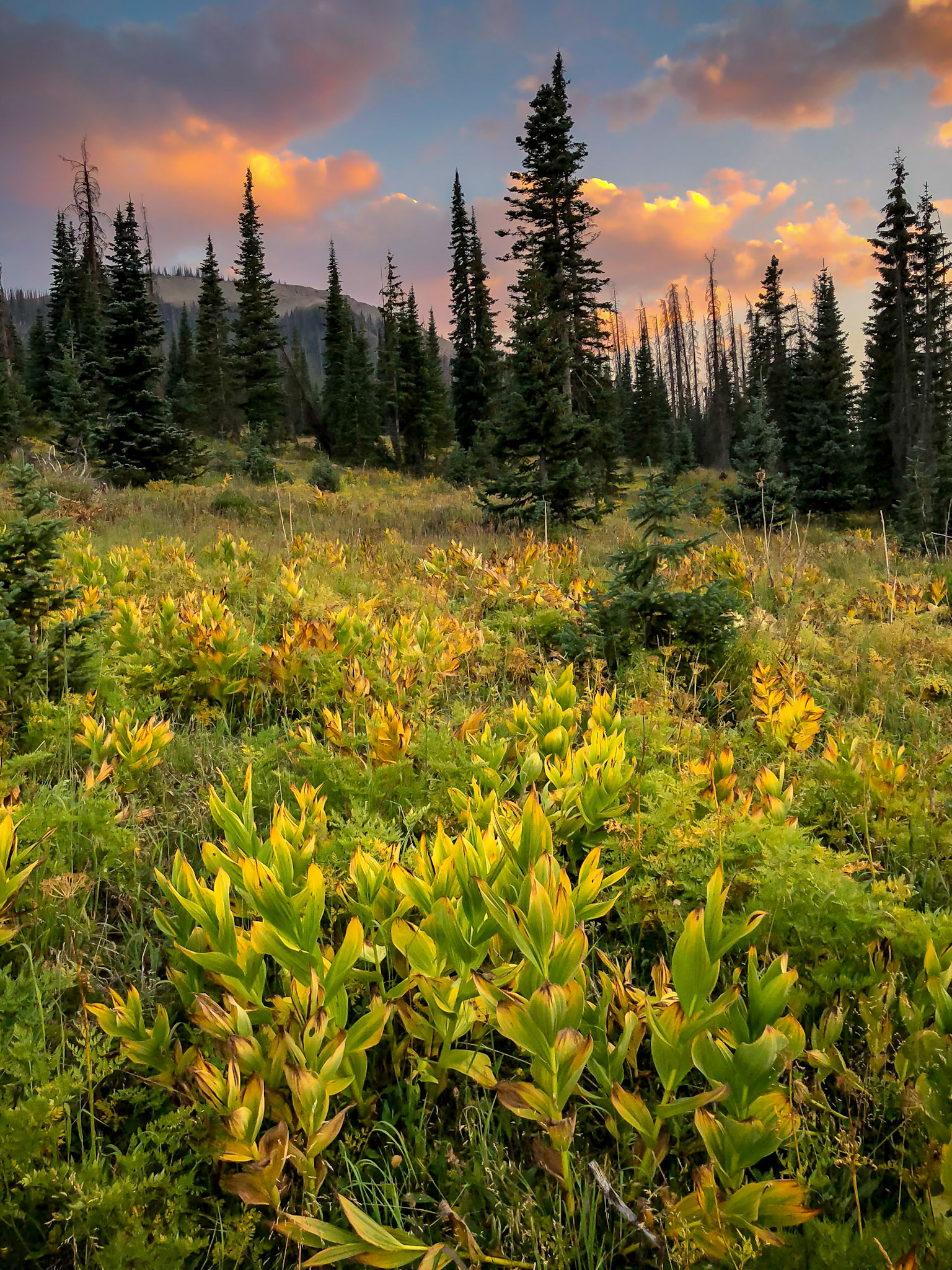 Alpen glow and corn lilies in the Rocky Mountains of Colorado