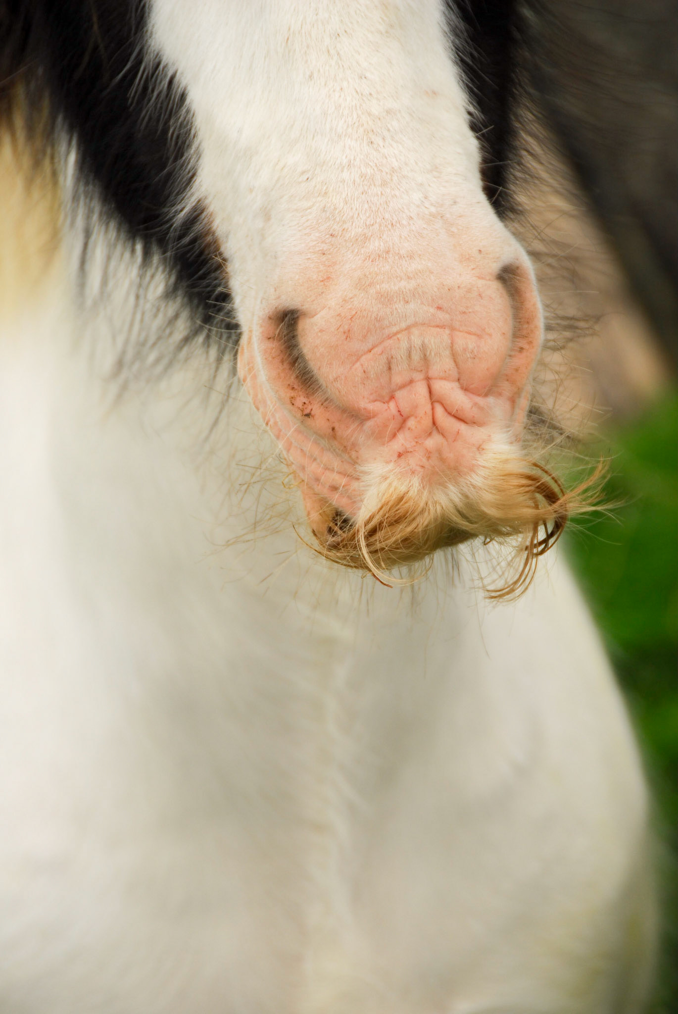 Aran Island Horse with Mustache
