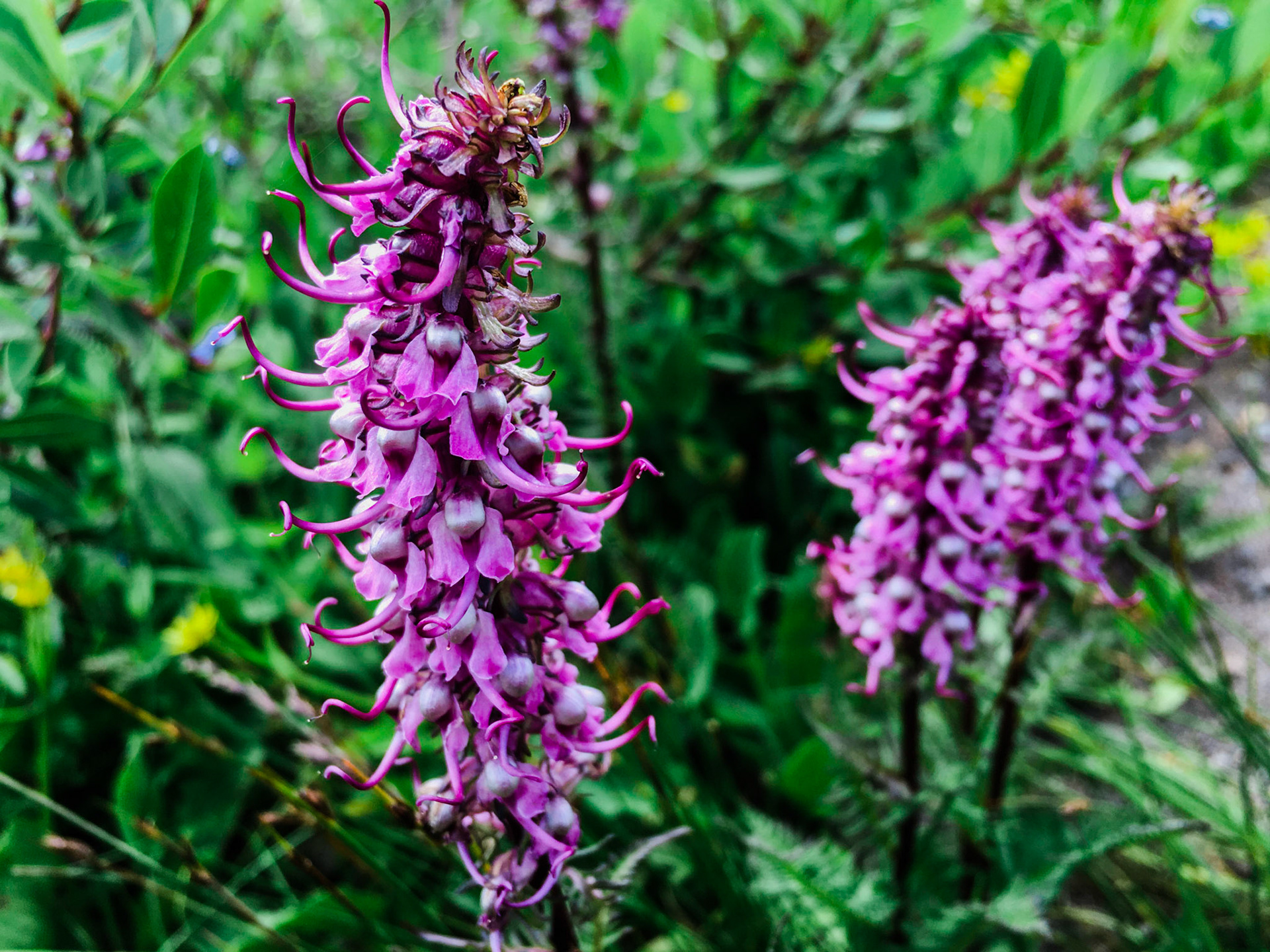 Elephants Head Flower