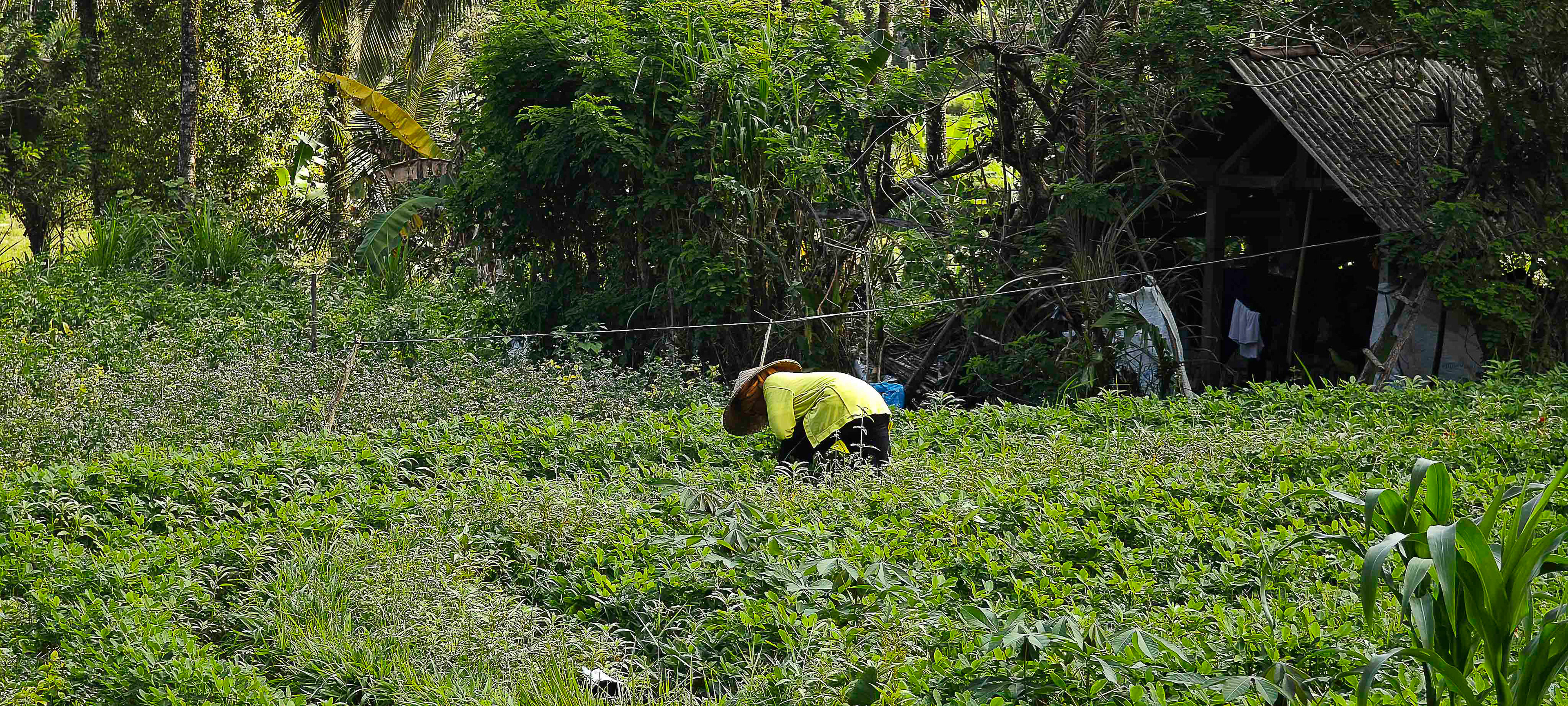 Agriculture Bali Rizières