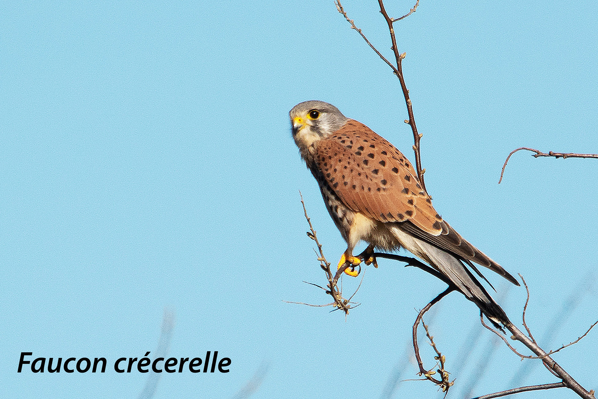 Un faucon crécerelle