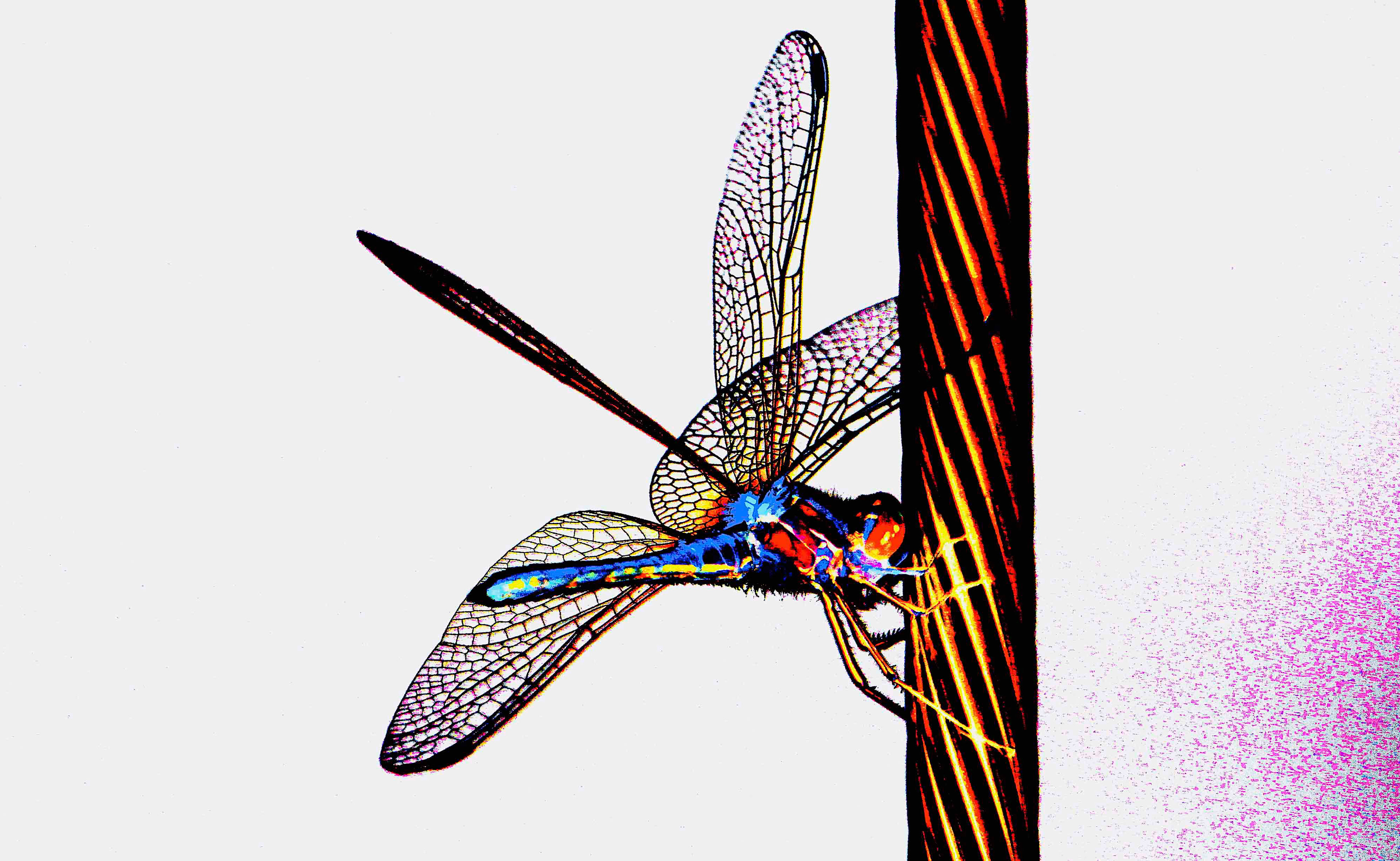 Transports : Comprendre la libellule millénaire