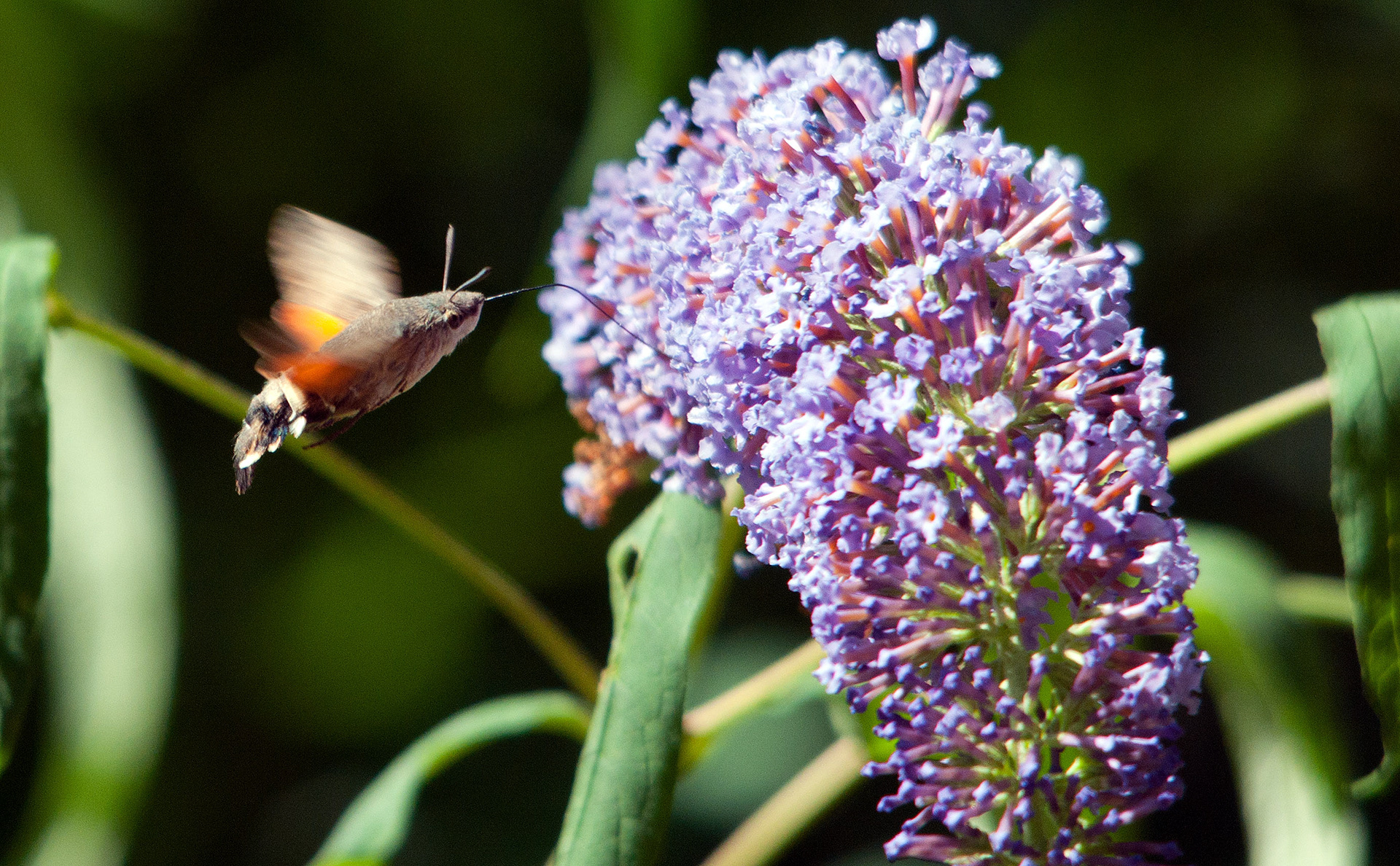 Un bombyx butinant