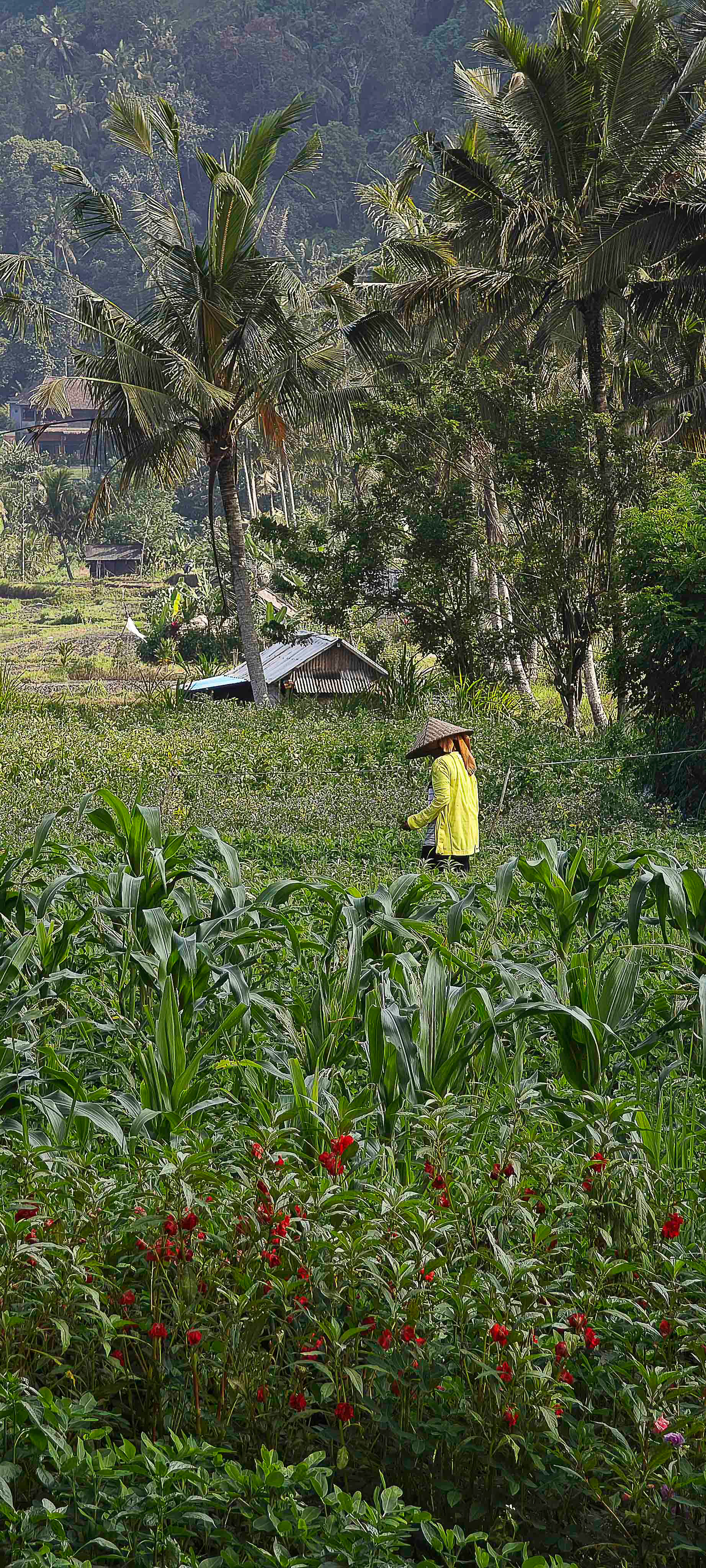 Agriculture Bali Rizières