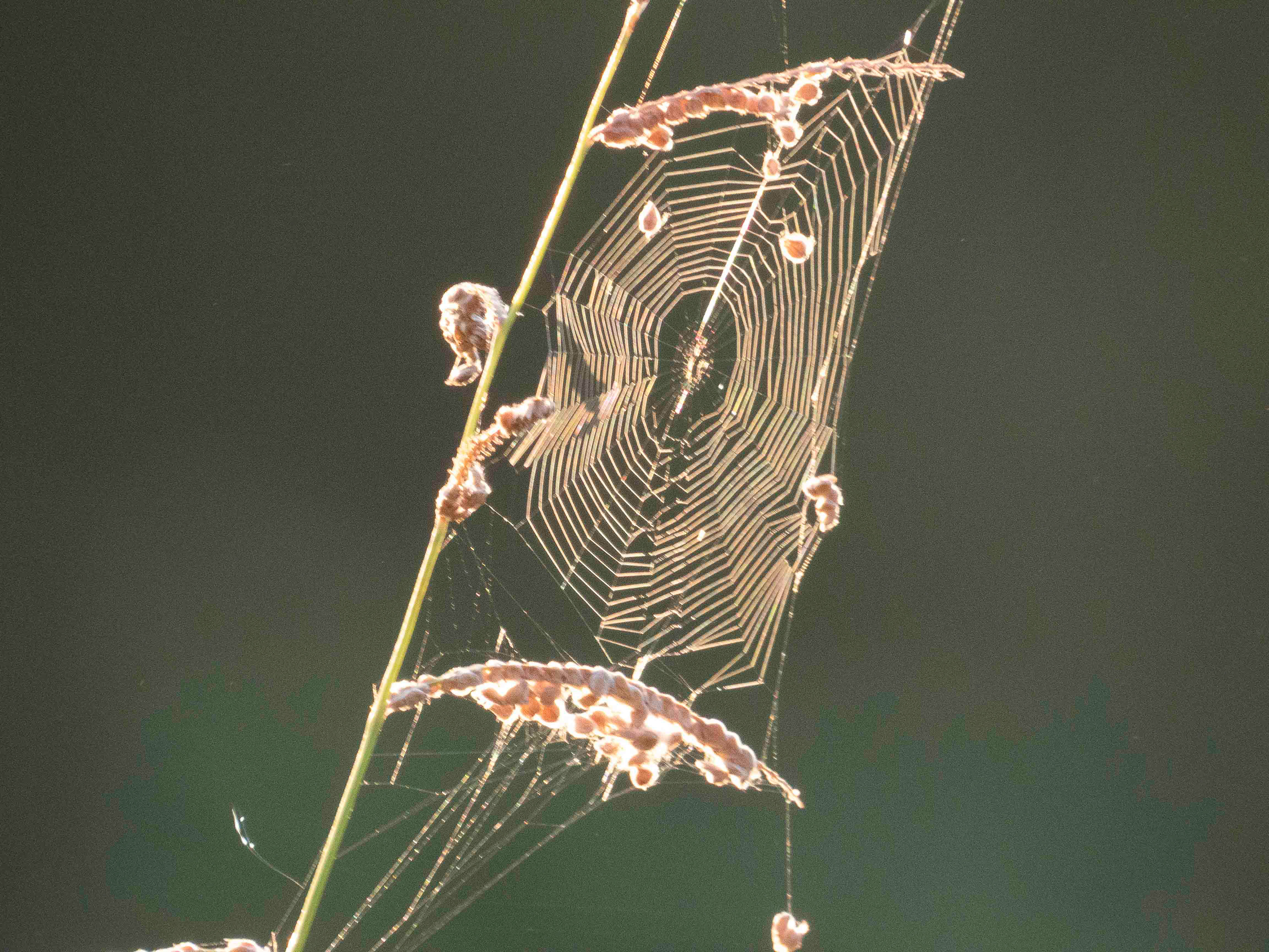 La nature reprend le dessus
