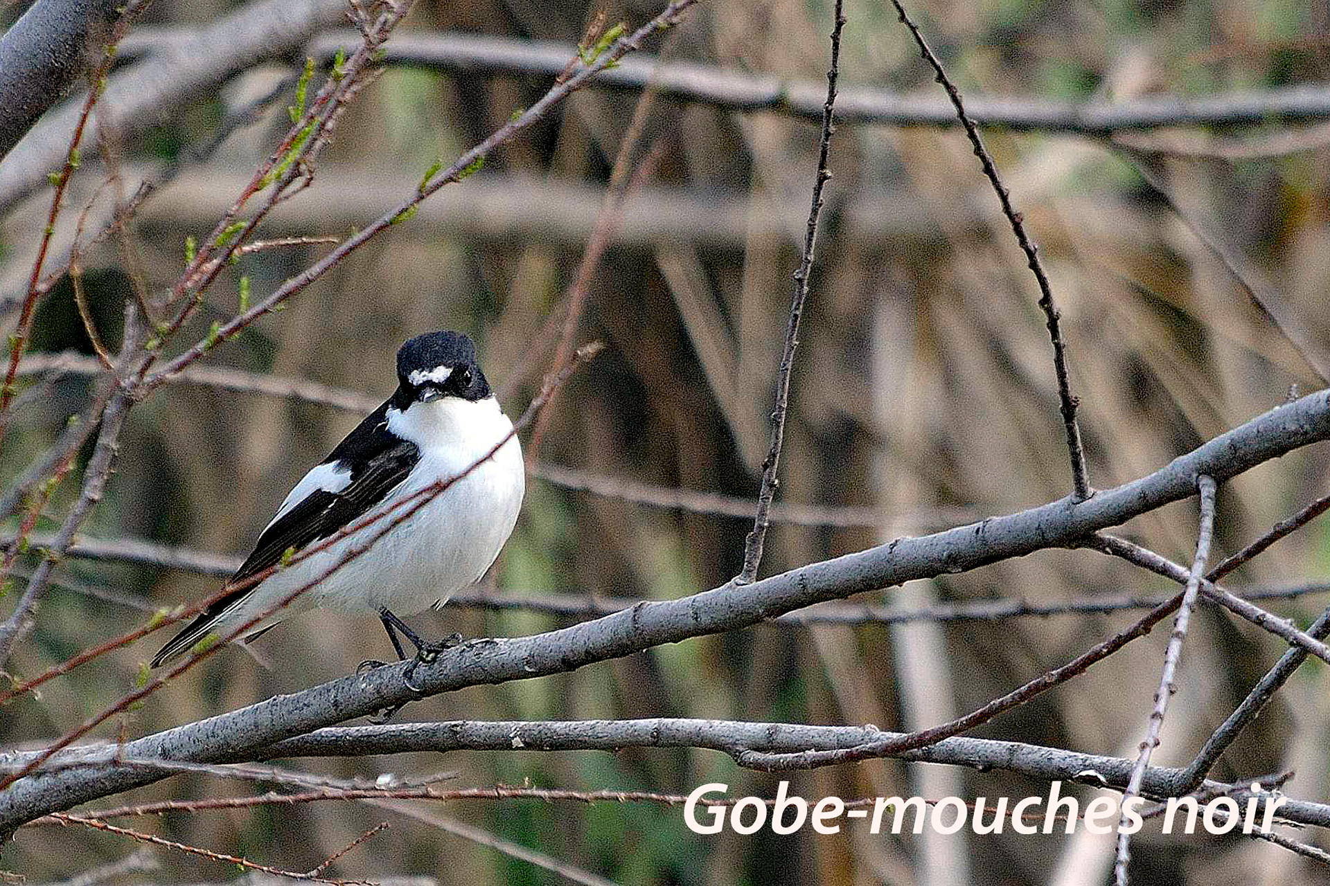Un gobe-mouches noir