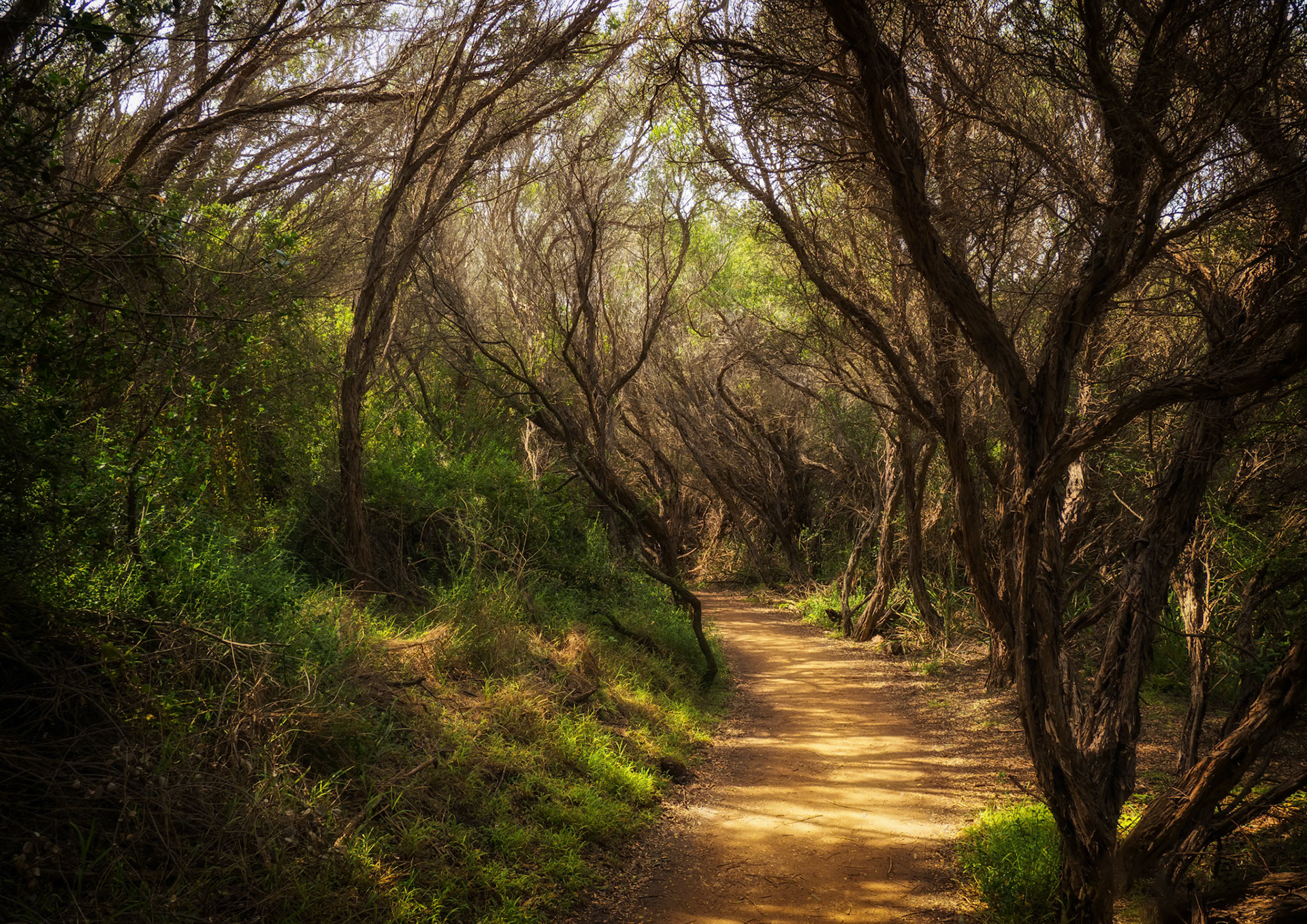 Path through scrub