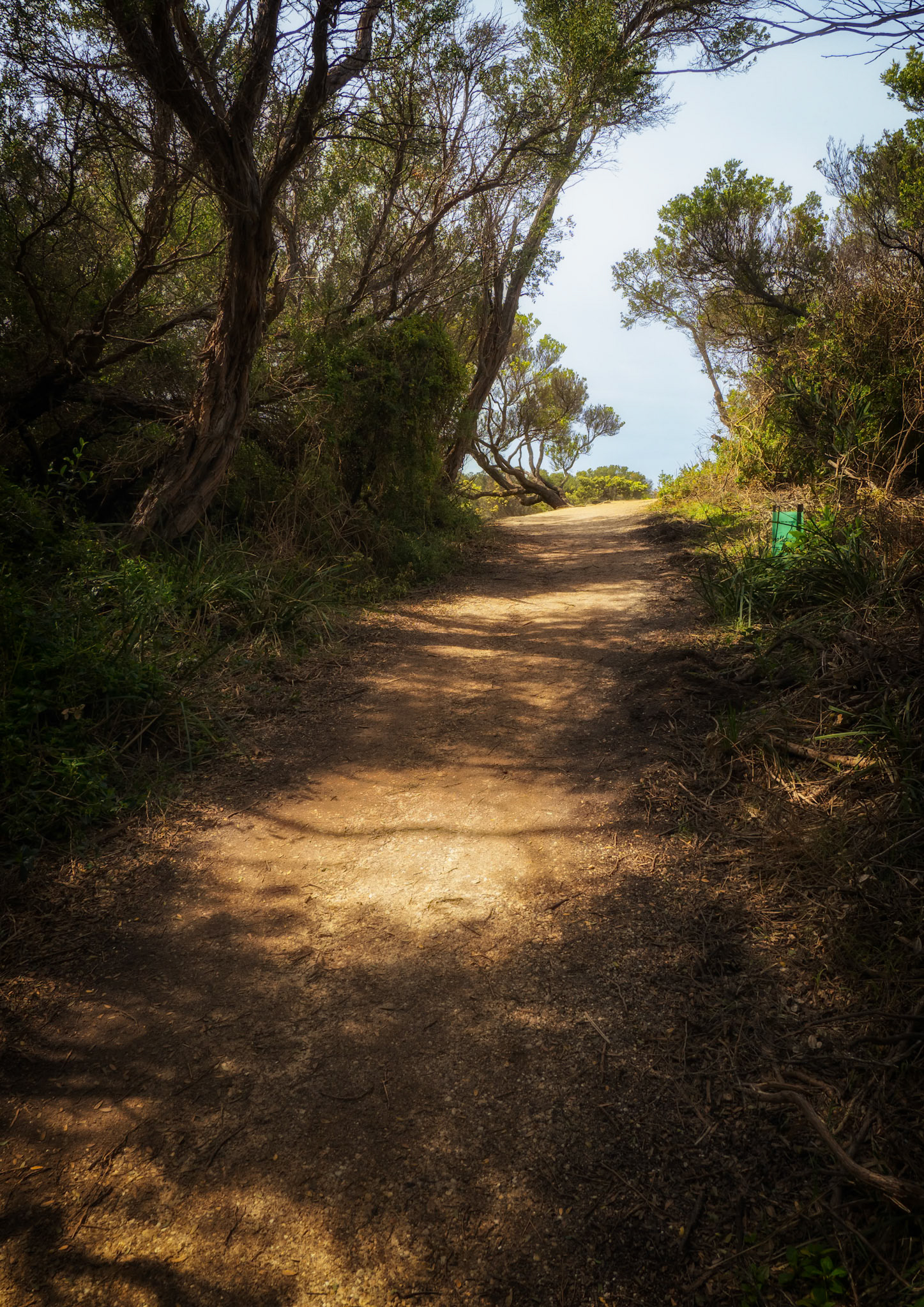 Path through scrub