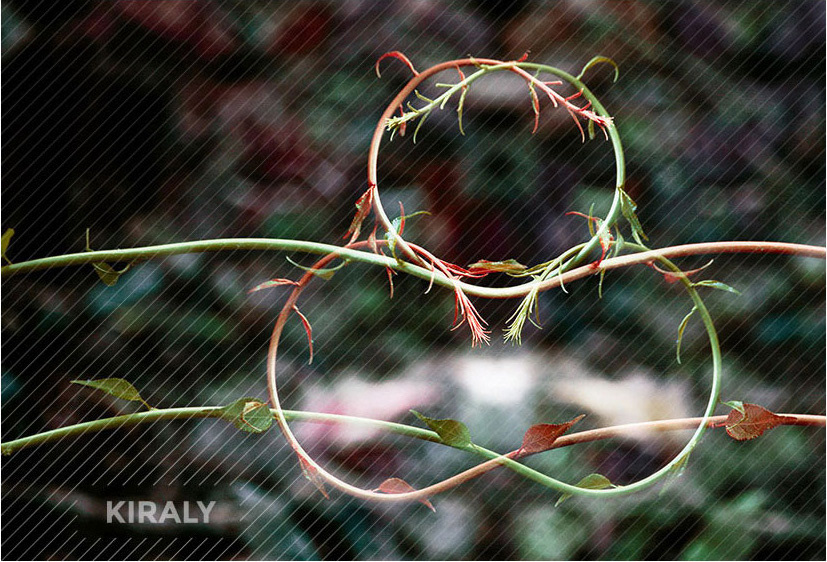 Interlocking vines form an abstract figure that looks like they are meditating