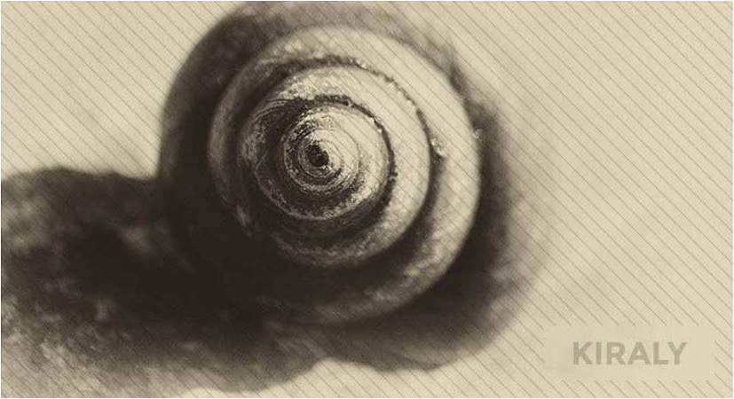 Photo of a spiraled snail's shell