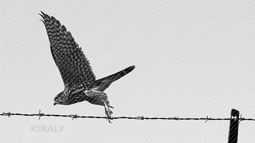 Photo of a Merlin (bird) with wings expanded as it flies by a strand of barbed wire