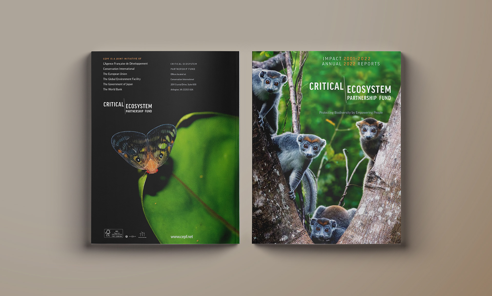 Back cover image of Ricaniid Planthopper next to front cover