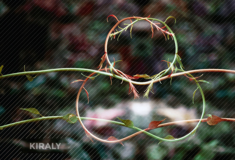 Interlocking vines form an abstract figure that looks like they are meditating