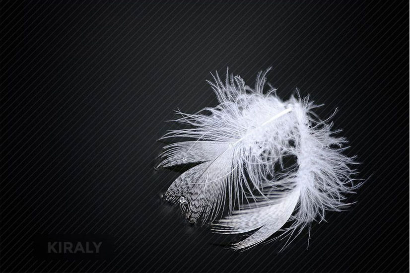 A floating white feather on a calm river with a single water drop clinging to the edge of the feather