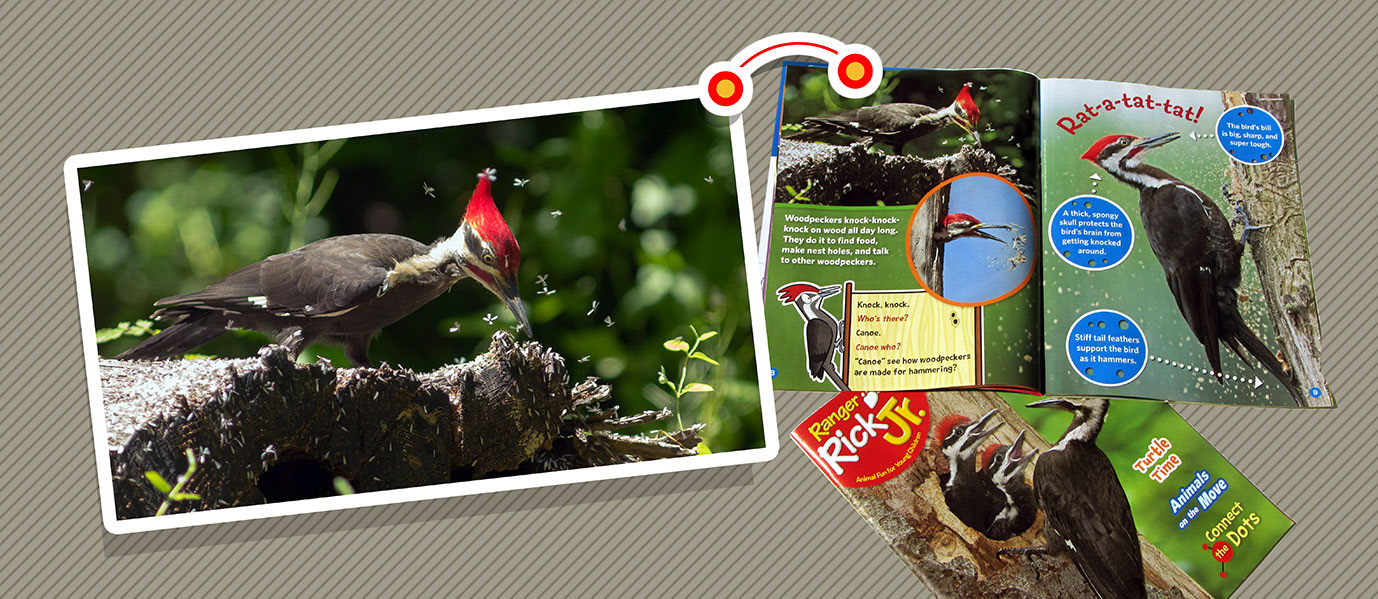 Pileated Woodpecker photo used in Ranger Rick Jr Magazine