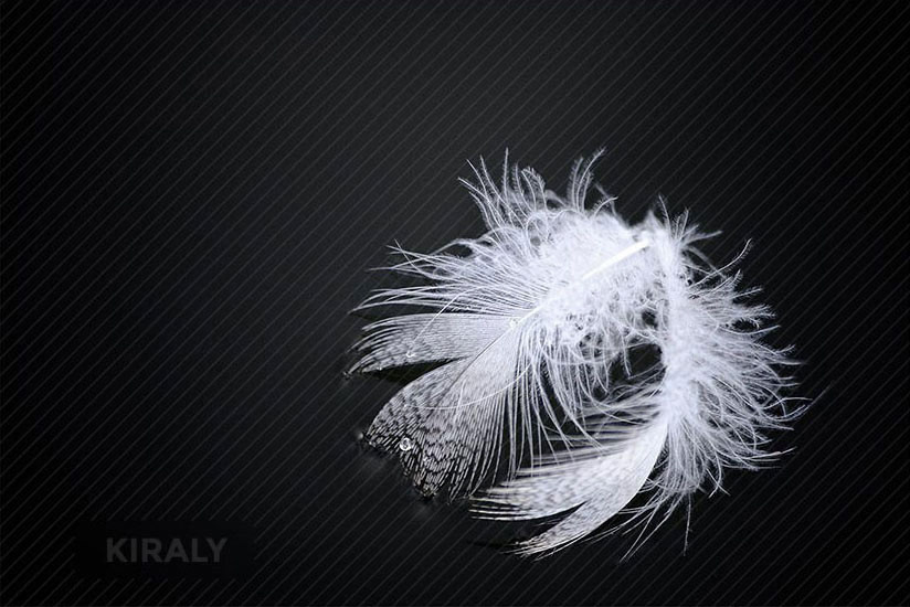 A floating white feather on a calm river with a single water drop clinging to the edge of the feather