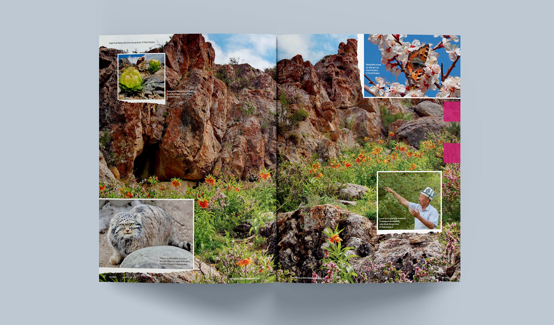 Photo spread collage as intro to Year in Review featuring Aigul-Tash Nature Reserve, Kyrgyzstan; Snow lotus in Kyrgyzstan; Pallas’s cat in the the high-mountain ridges of Ala-Belia, Issyk-Kul Region; a butterfly on wild apricot in Chui Province; and a local forest guardian