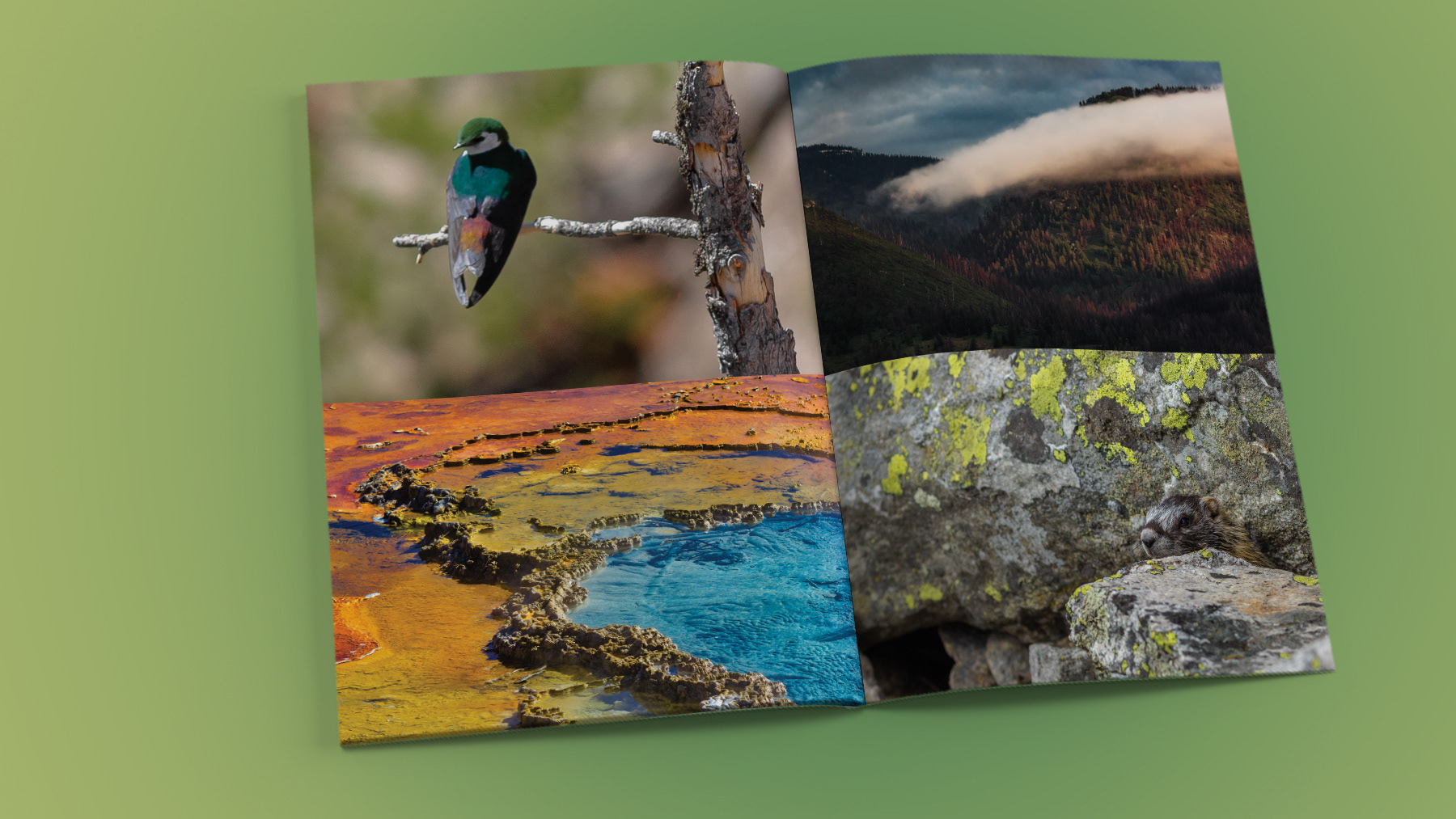 Photos of a Violet-green Swallow, a geyser pit, cloud hanging low on a hillside, and a Yellow-bellied Marmot
