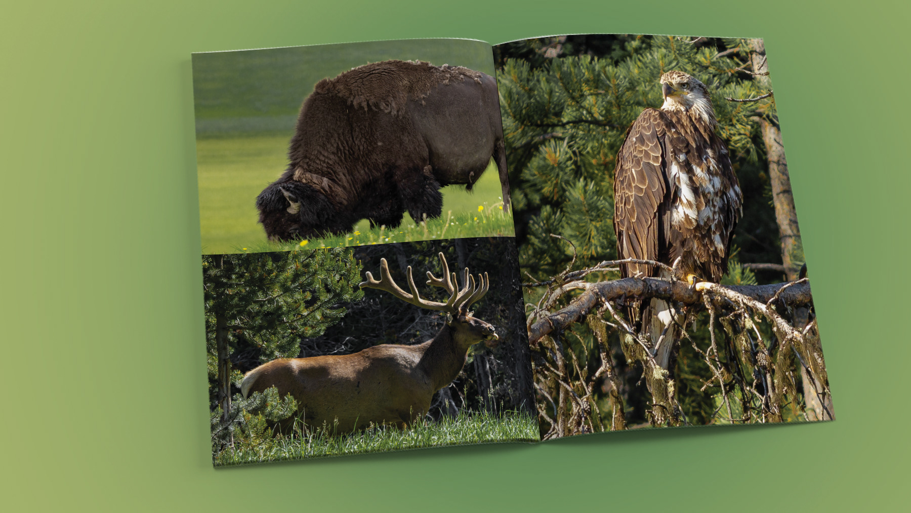 Photos of a bison. elk and Bald Eagle