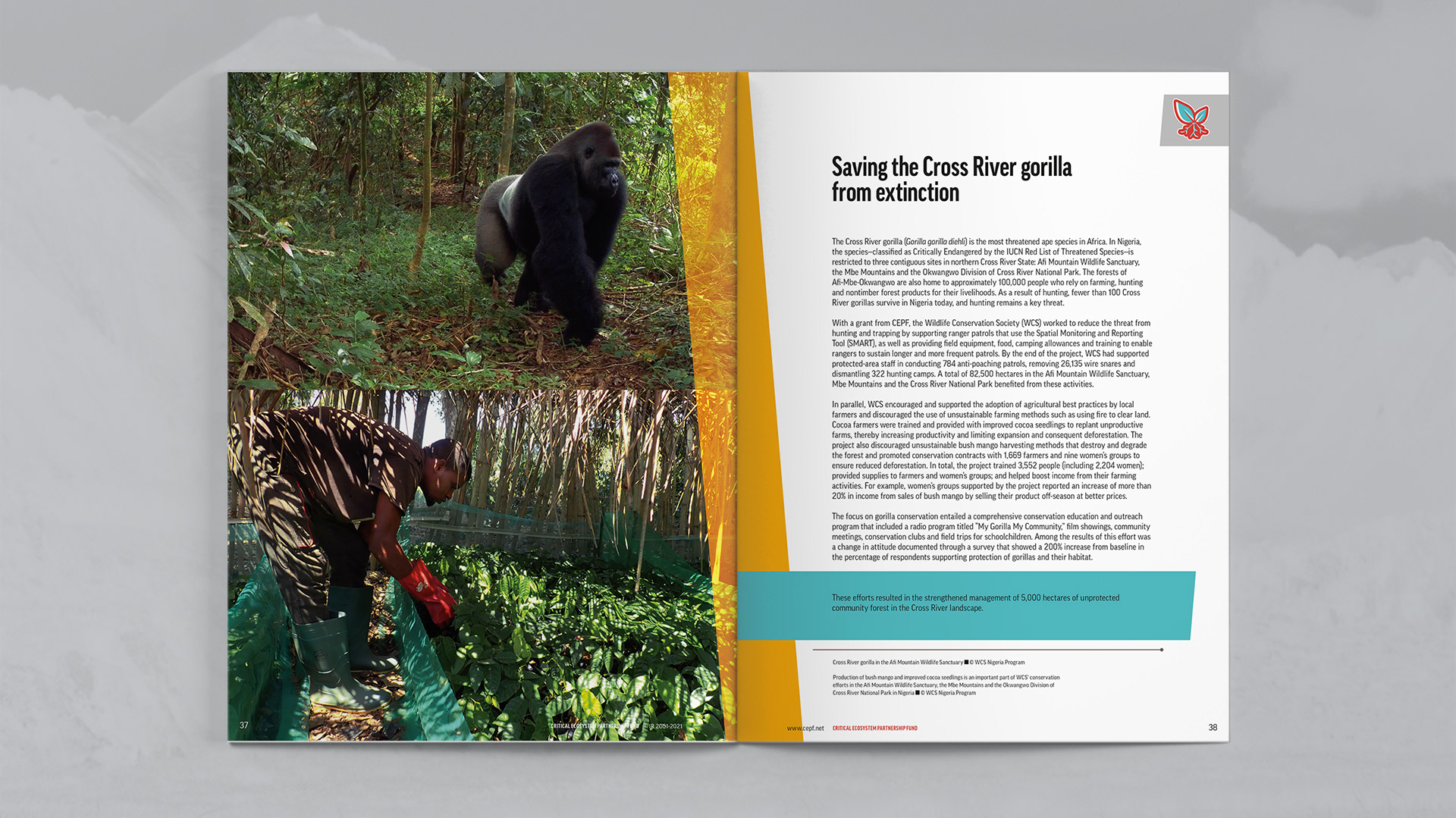 Case Study focused on saving the Cross River gorilla from extinction