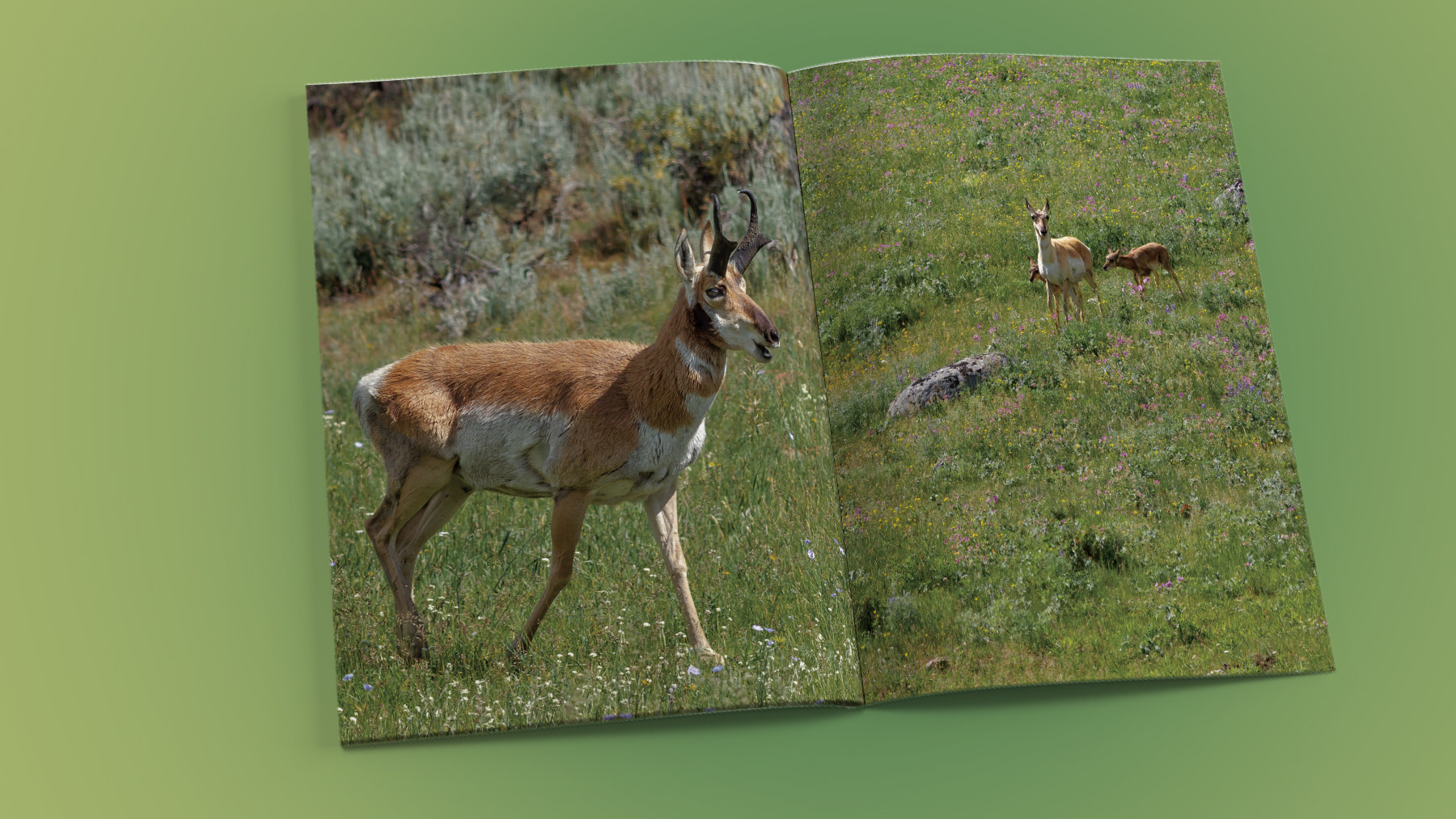 A photo spread of a male Pronghorn and a female with 2 fawns
