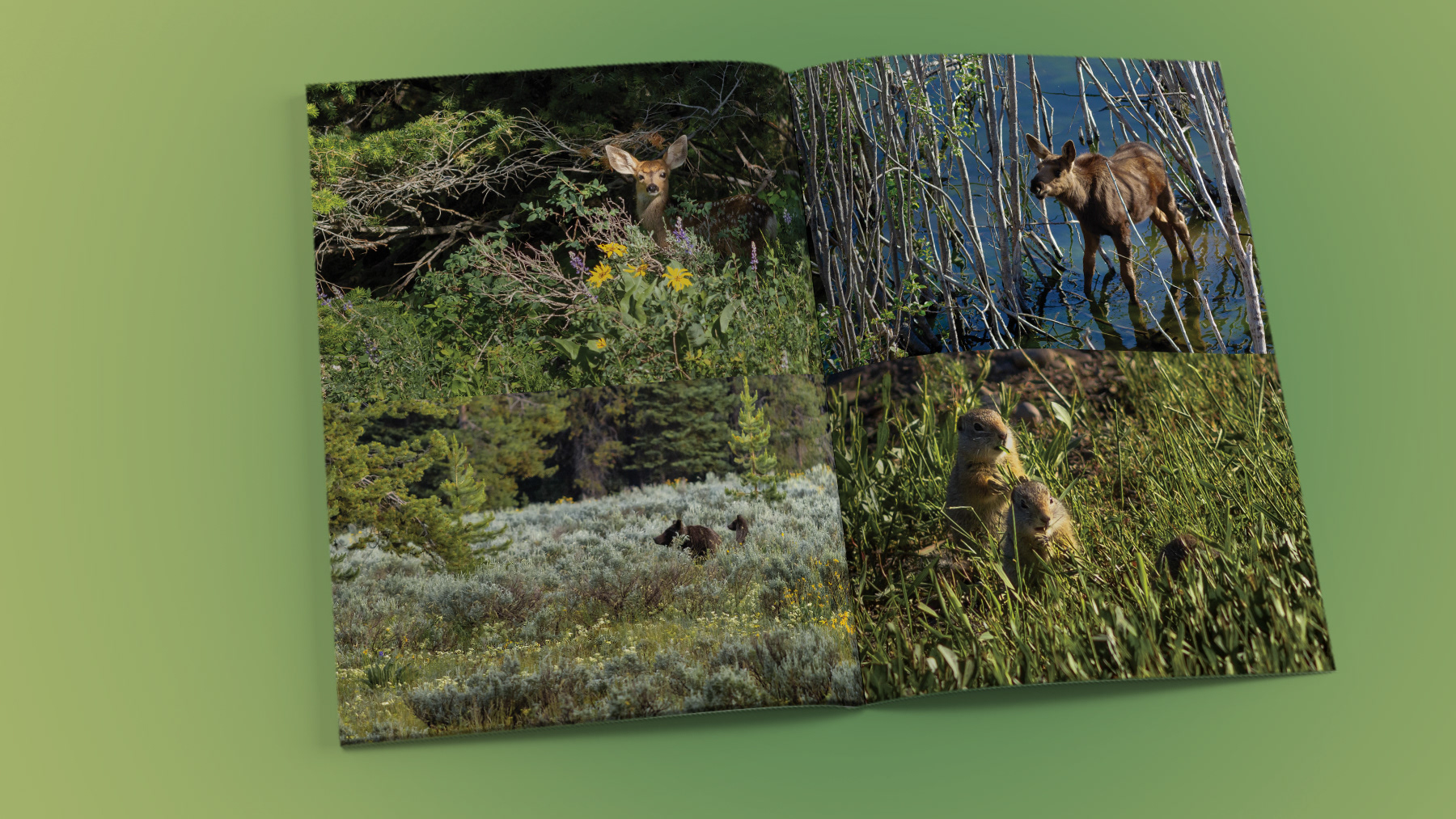 Photos of a fawn, Grizzly bear mama with cub, a Moose calf, and ground squirrels