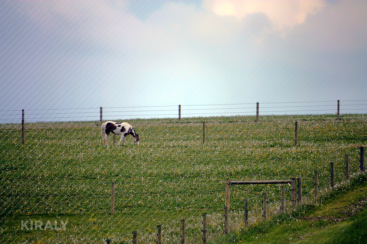 Photo of horse in pasture