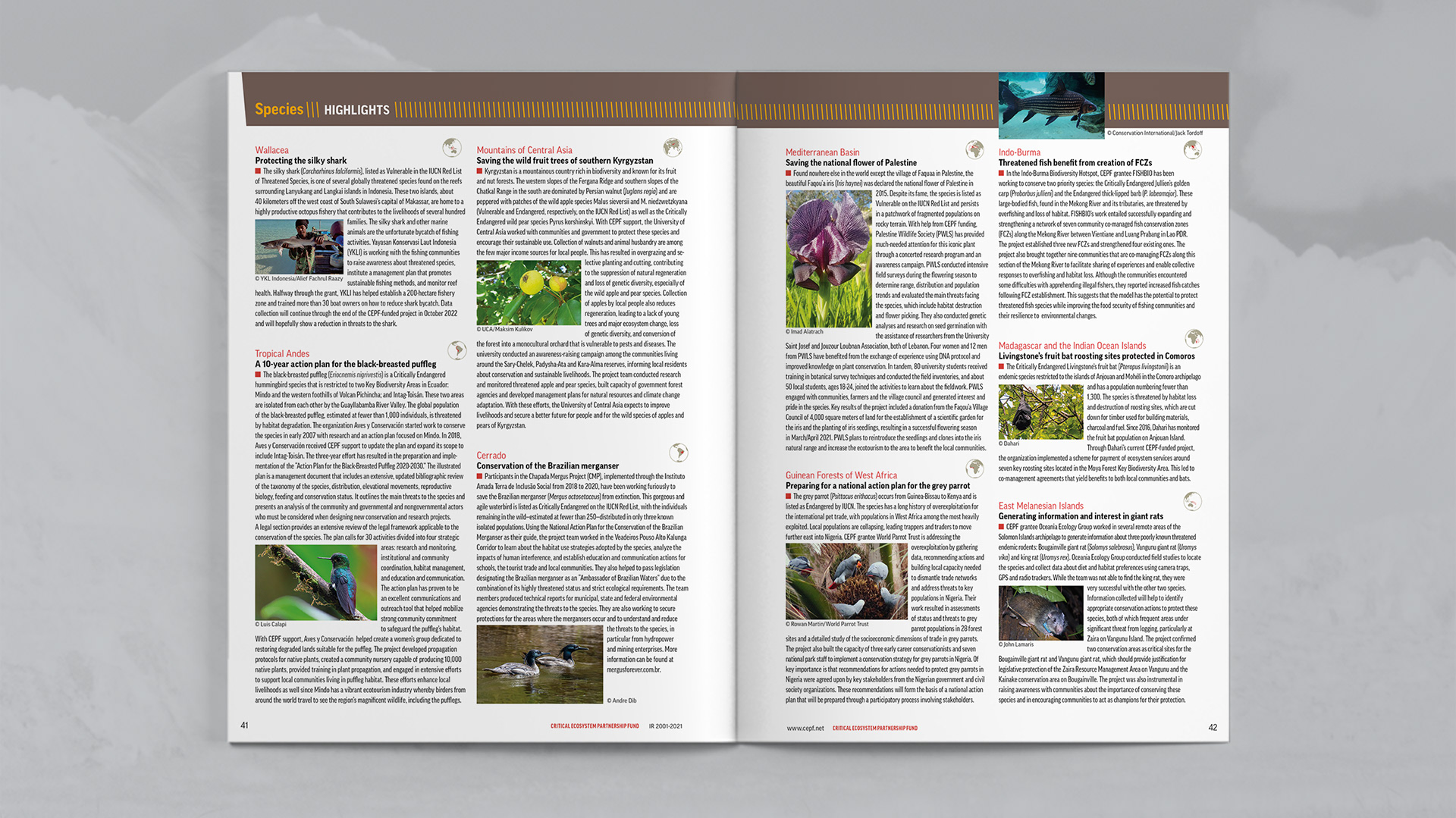 Species highlights from across the hotspots