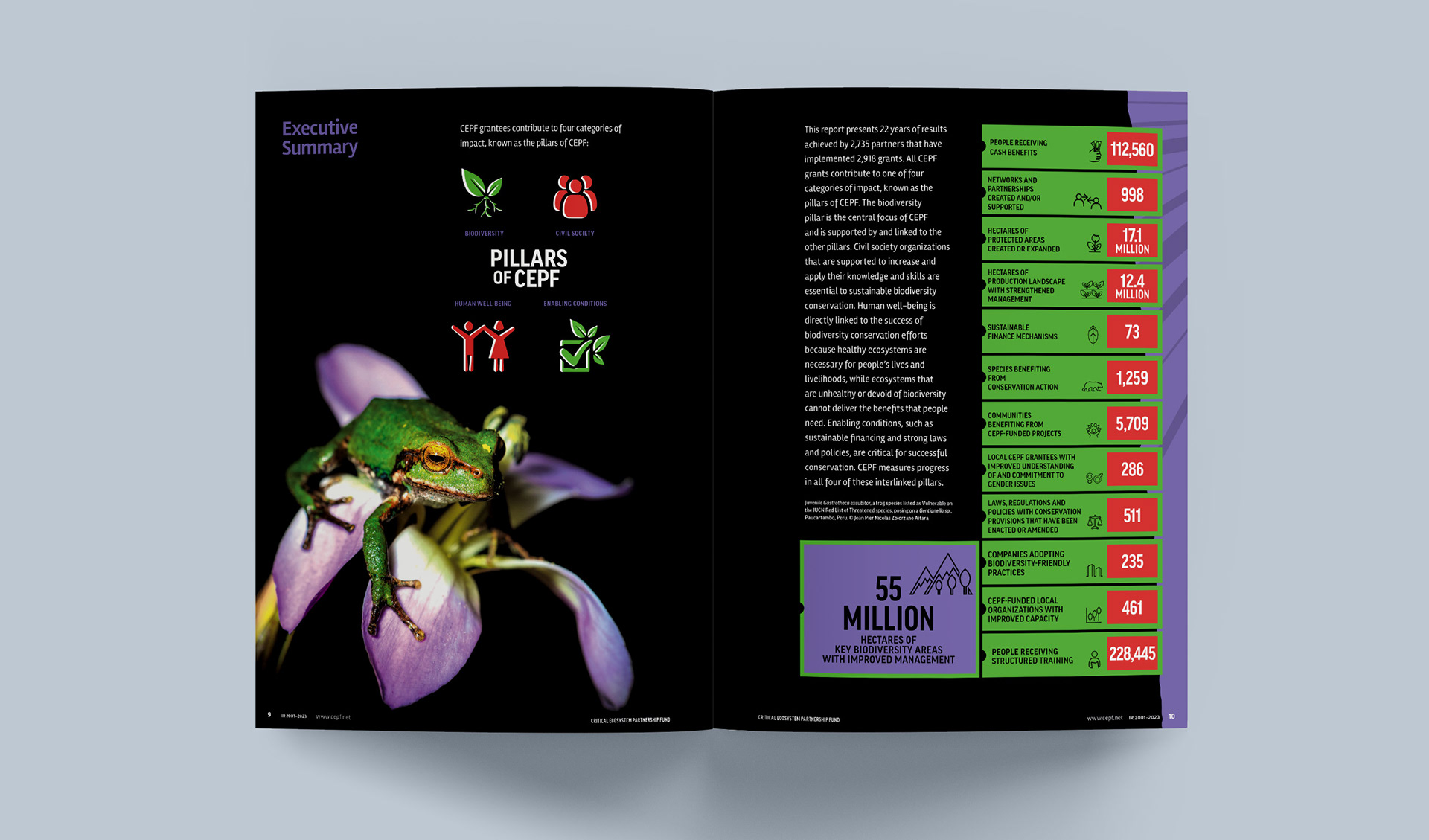 Impact report executive summary of various statistics about conservation featuring numerical values and icons