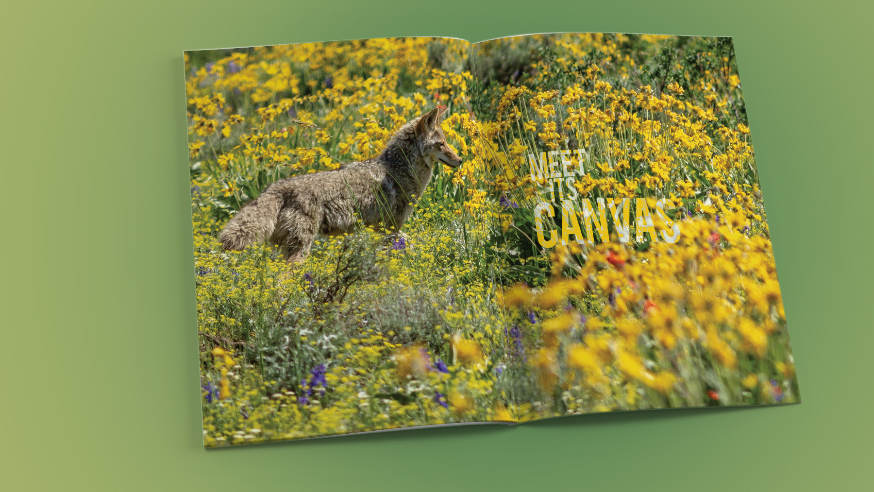 Opening inside spread showing a Coyote in a vast wildflower field