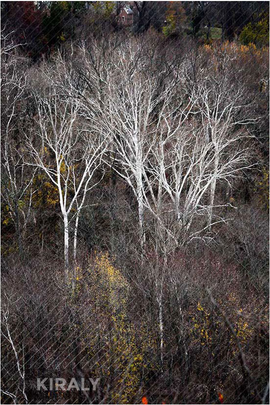 Photo of wooded area