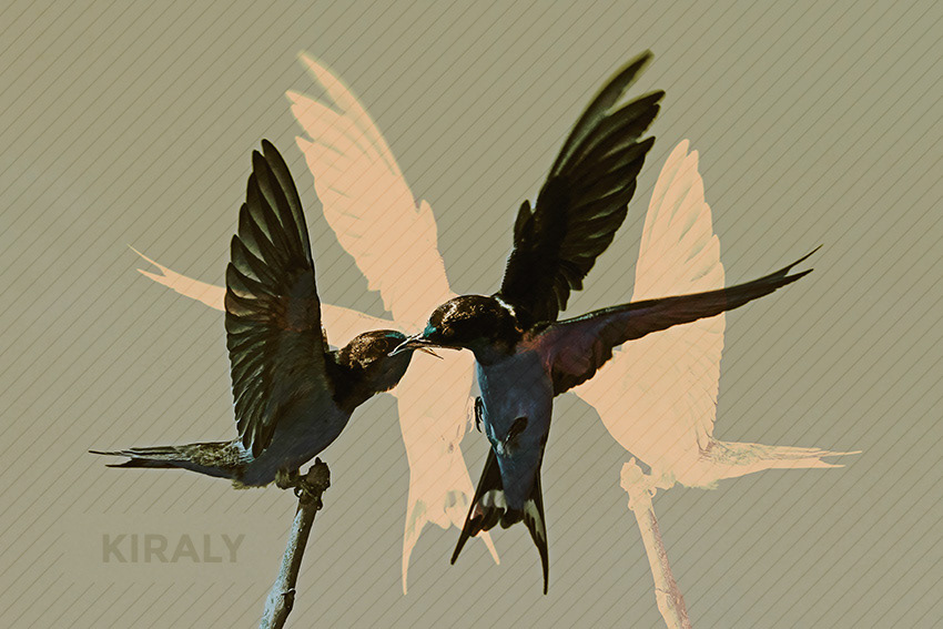 A colored altered photo of a hovering adult Swallow feeding an immature, perched swallow