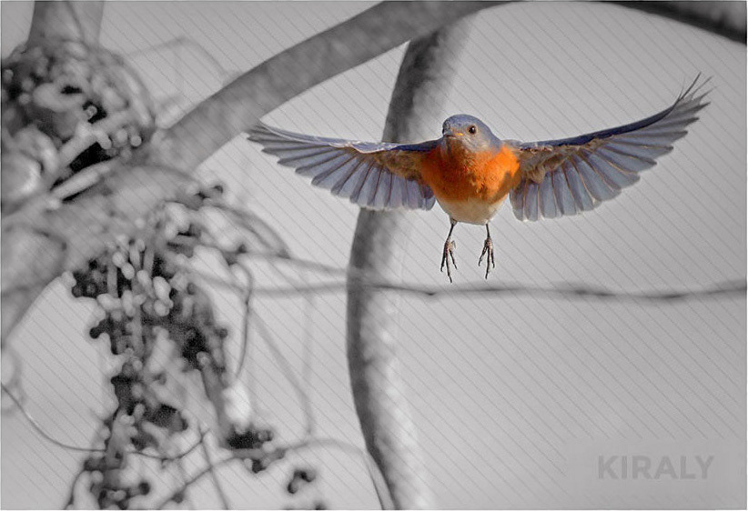 Bluebird flying with wings expanded