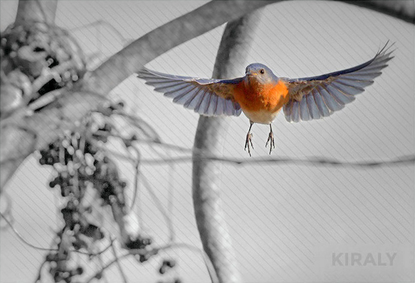 Bluebird flying with wings expanded