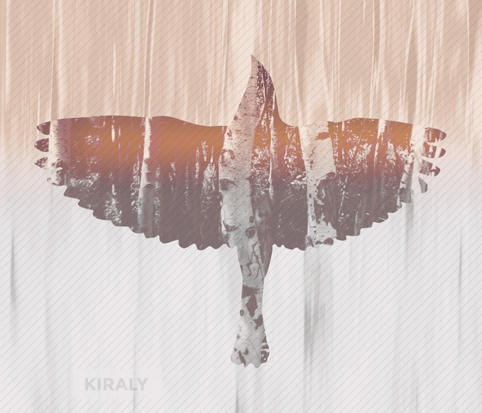 Photography collage consisting of a spread winged bird flying upwards through a wooded forest