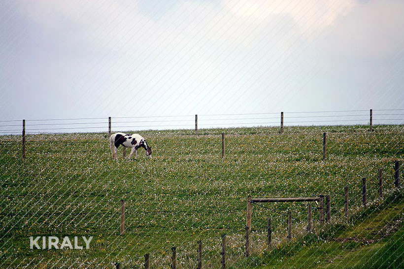 Photo of horse in pasture