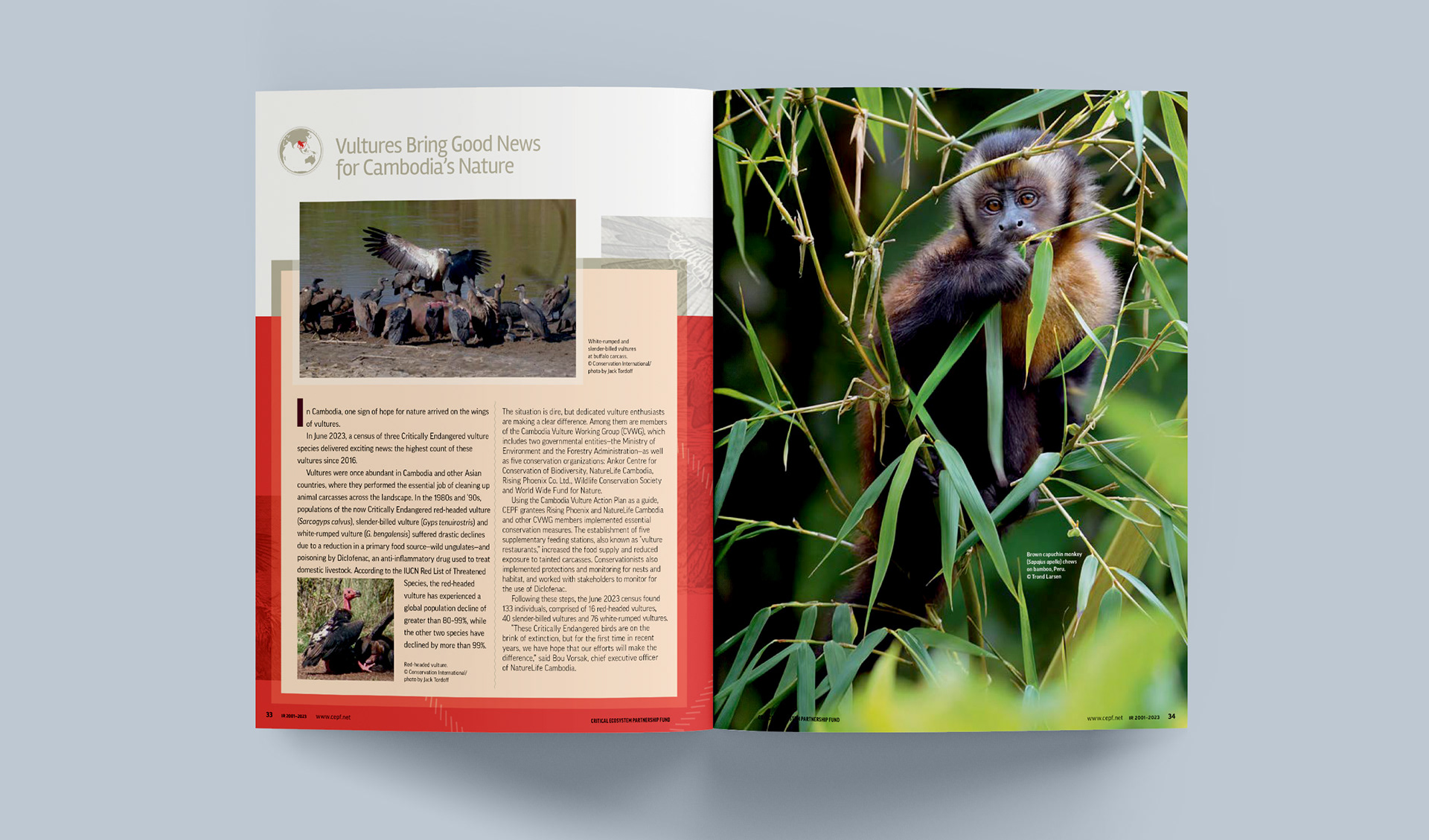 Story page about vultures in Cambodia and a full page image of a Brown capuchin monkey