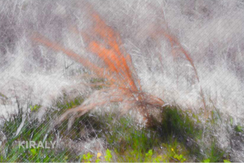 Pinhole photography of vegetation