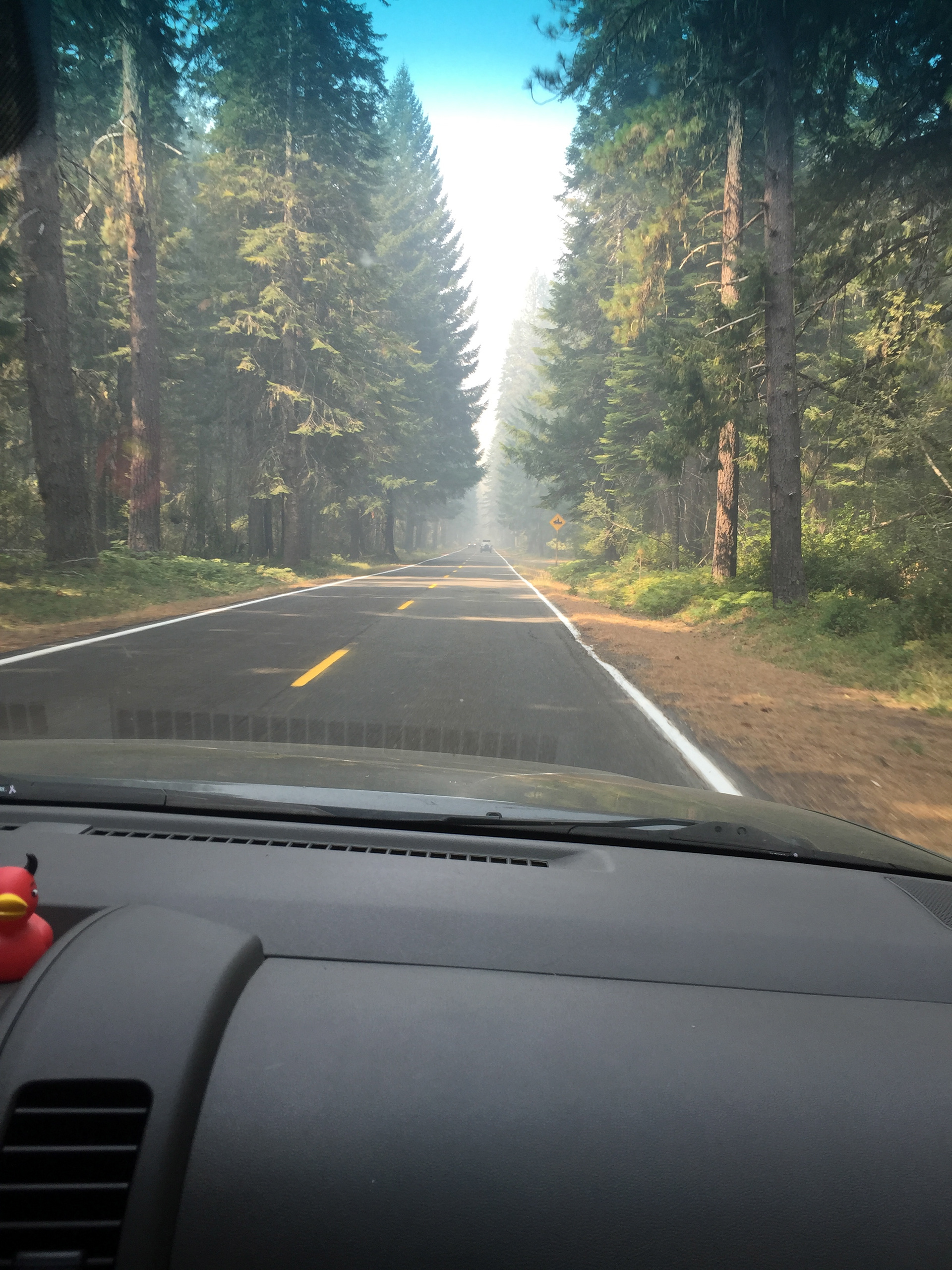 Smoke from the forest fires filling the air between the trees on Hwy 62.